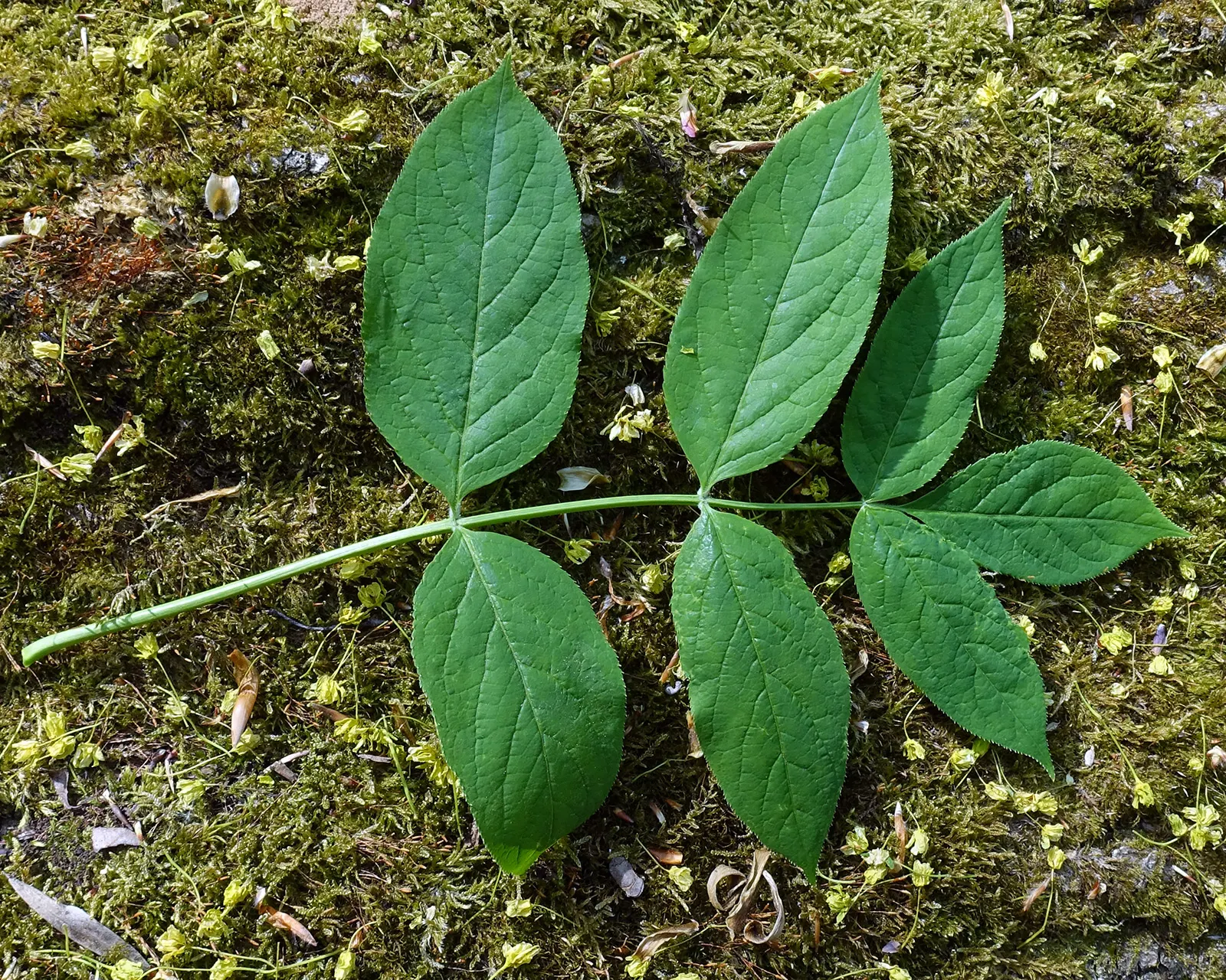 Bladdernut (Staphylea Trifolia) — Growing 10-15 feet tall, it features trifoliate leaves and bell-shaped white flowers in spring; loamy, image 98