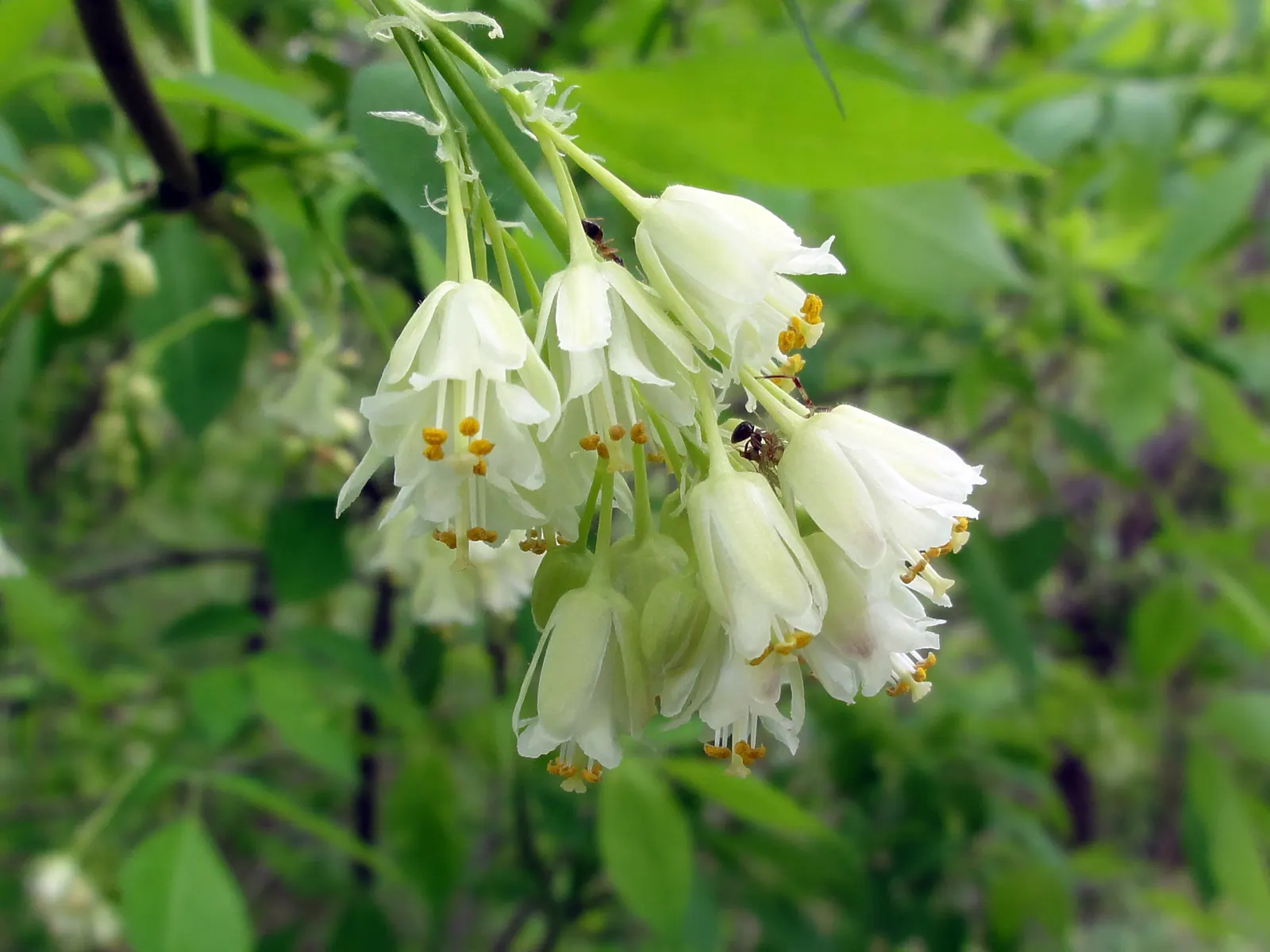 Bladdernut (Staphylea Trifolia) — commonly known as Bladdernut; which are a noteworthy feature for any client interested in seasonal interest