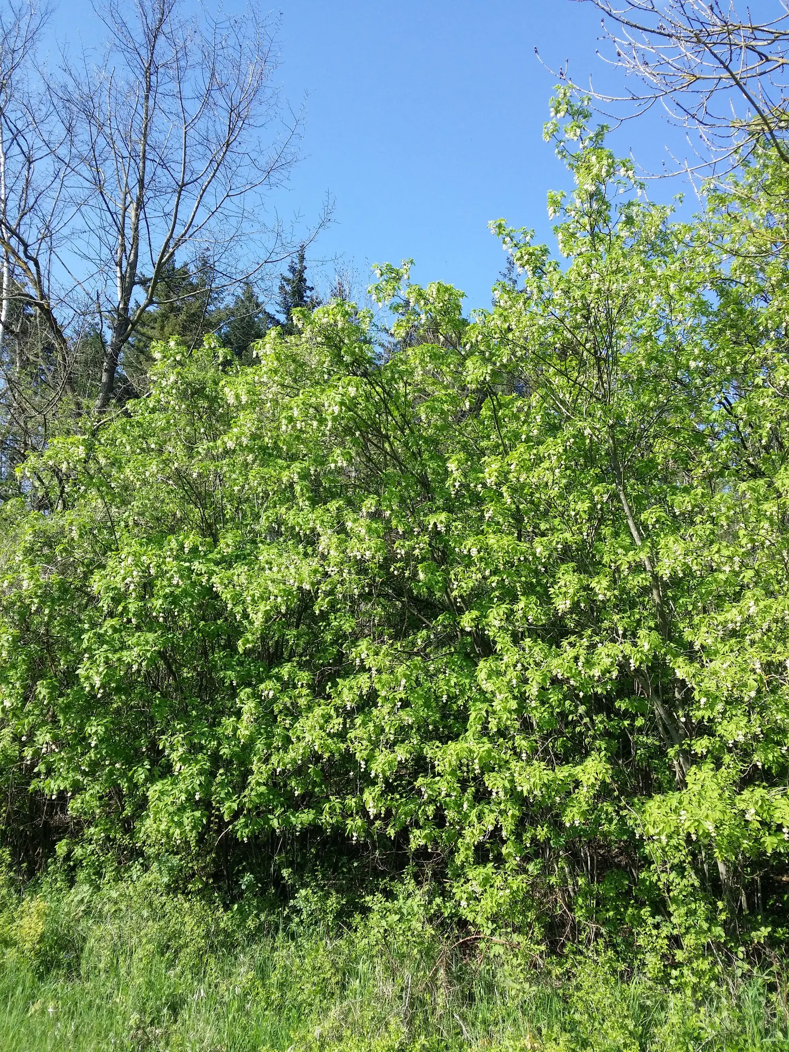 Bladdernut (Staphylea Trifolia) — <br><br>Hardy in USDA zones 4 through 8
