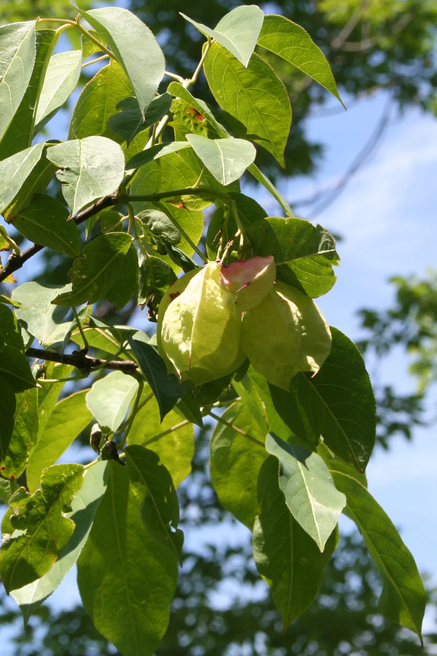 Bladdernut (Staphylea Trifolia) — shrub for full or half or shade