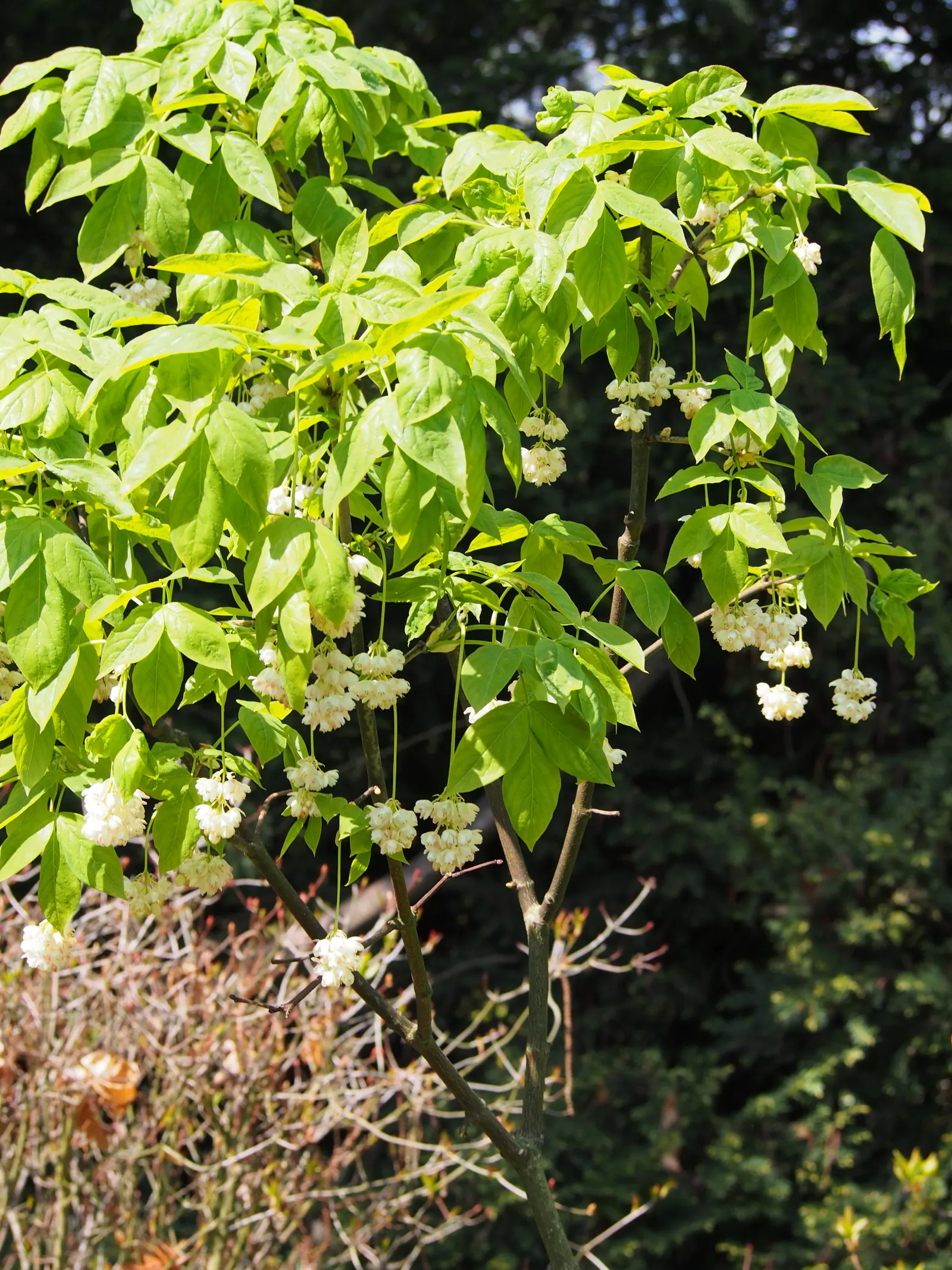 Bladdernut (Staphylea Trifolia) — shrub for full or half or shade; with all these attributes, image 96