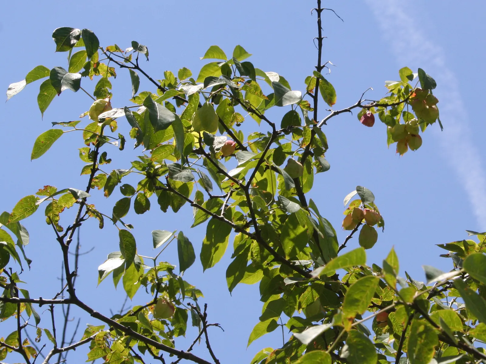 Bladdernut (Staphylea Trifolia) — This understory plant typically grows to a height of 10 to 15 feet with a similar spread; it‚Äôs low-maintenance, image 56