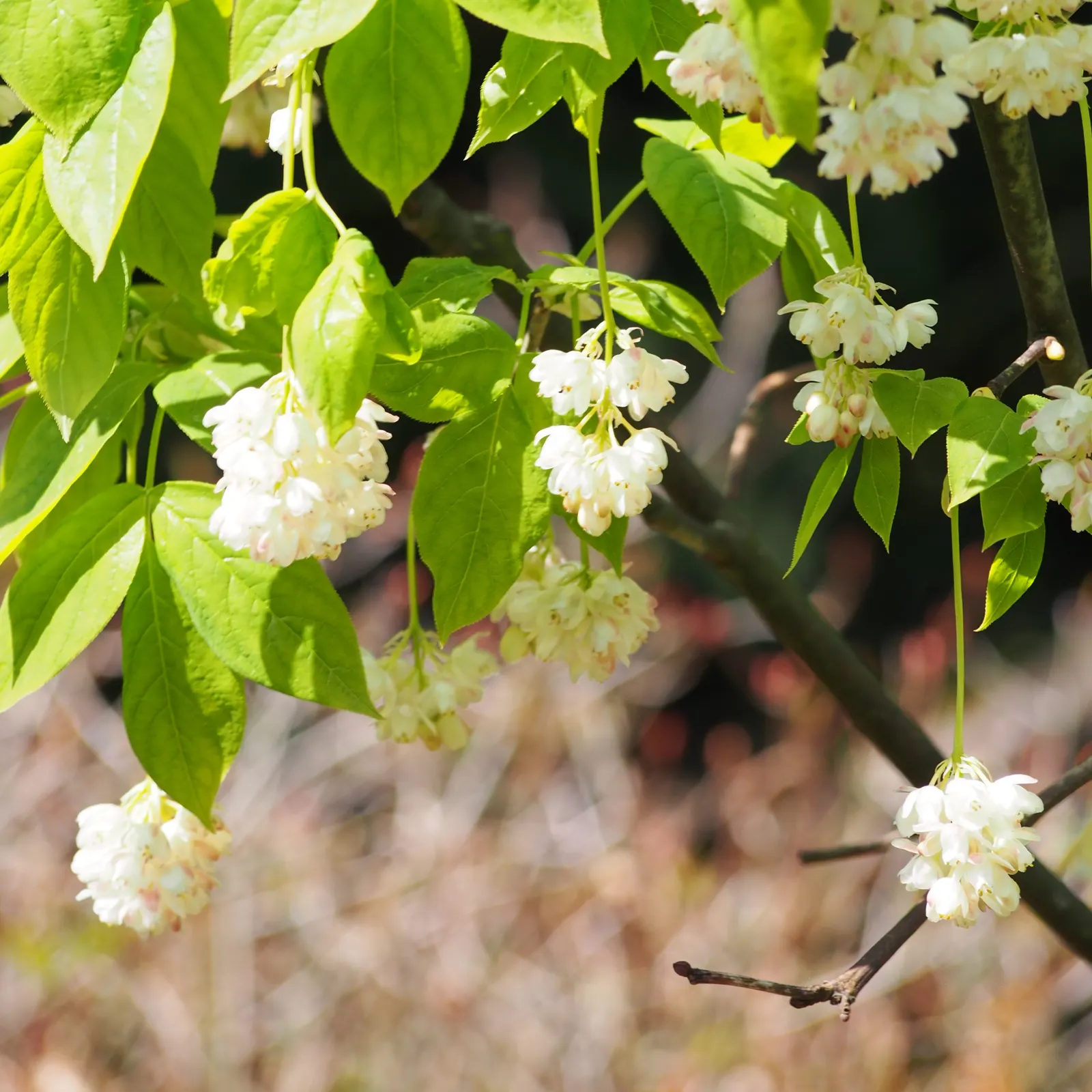 Bladdernut (Staphylea Trifolia) — commonly known as Bladdernut; which are a noteworthy feature for any client interested in seasonal interest, image 126