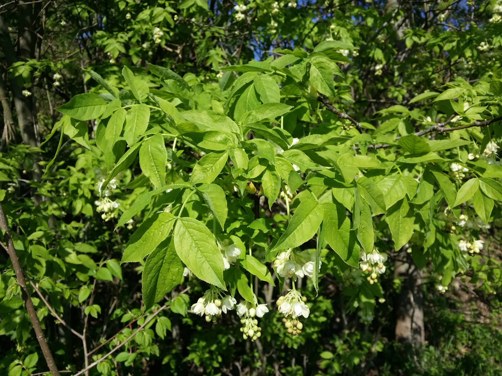 Bladdernut (Staphylea Trifolia) — When mature, it provides habitat and food for native fauna, supporting local ecosystems; its namesake, image 66