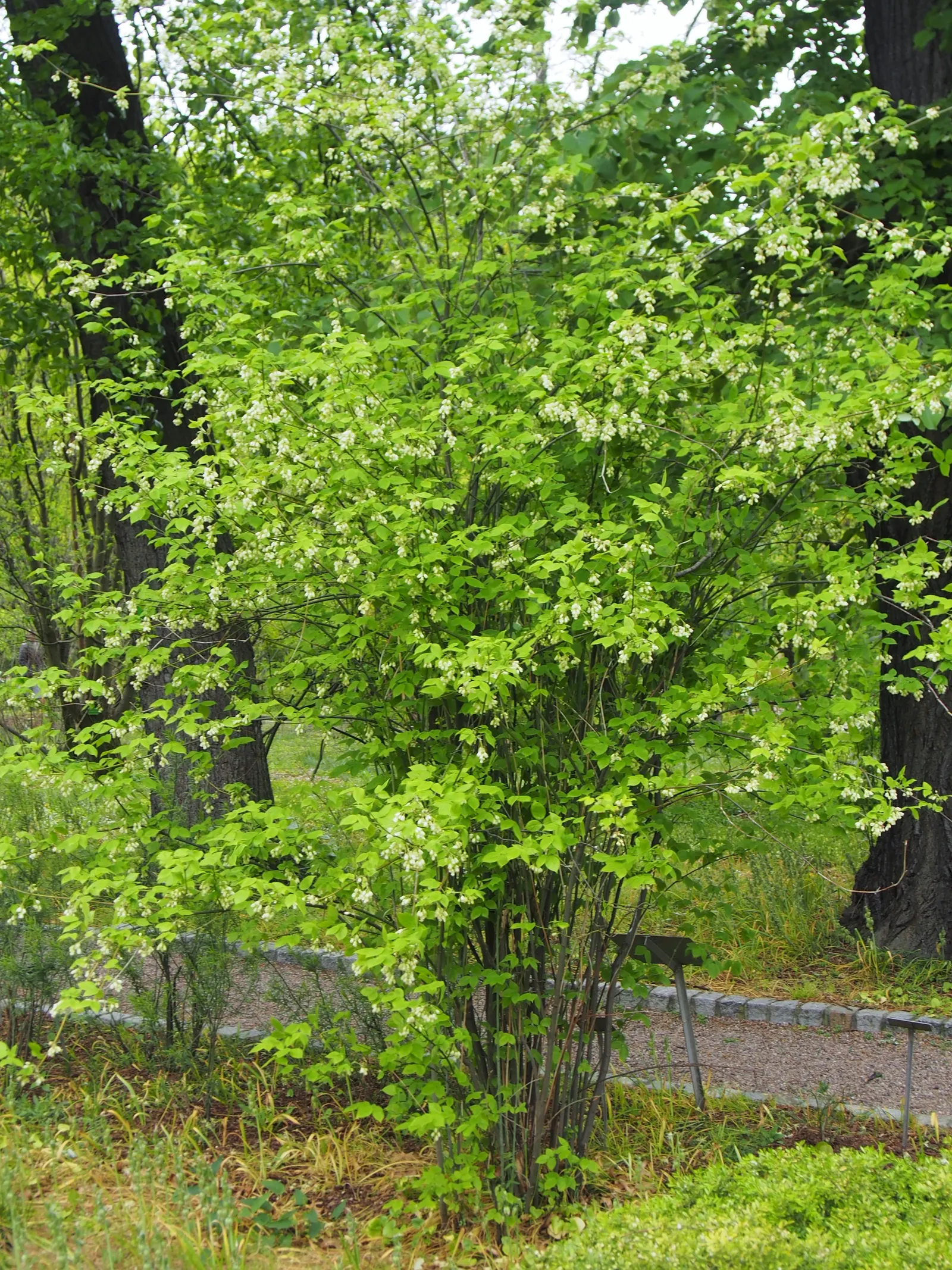 Bladdernut (Staphylea Trifolia) — each leaflet is ovate to elliptic and grows approximately 2 to 5 inches long; making it an excellent choice for, image 108