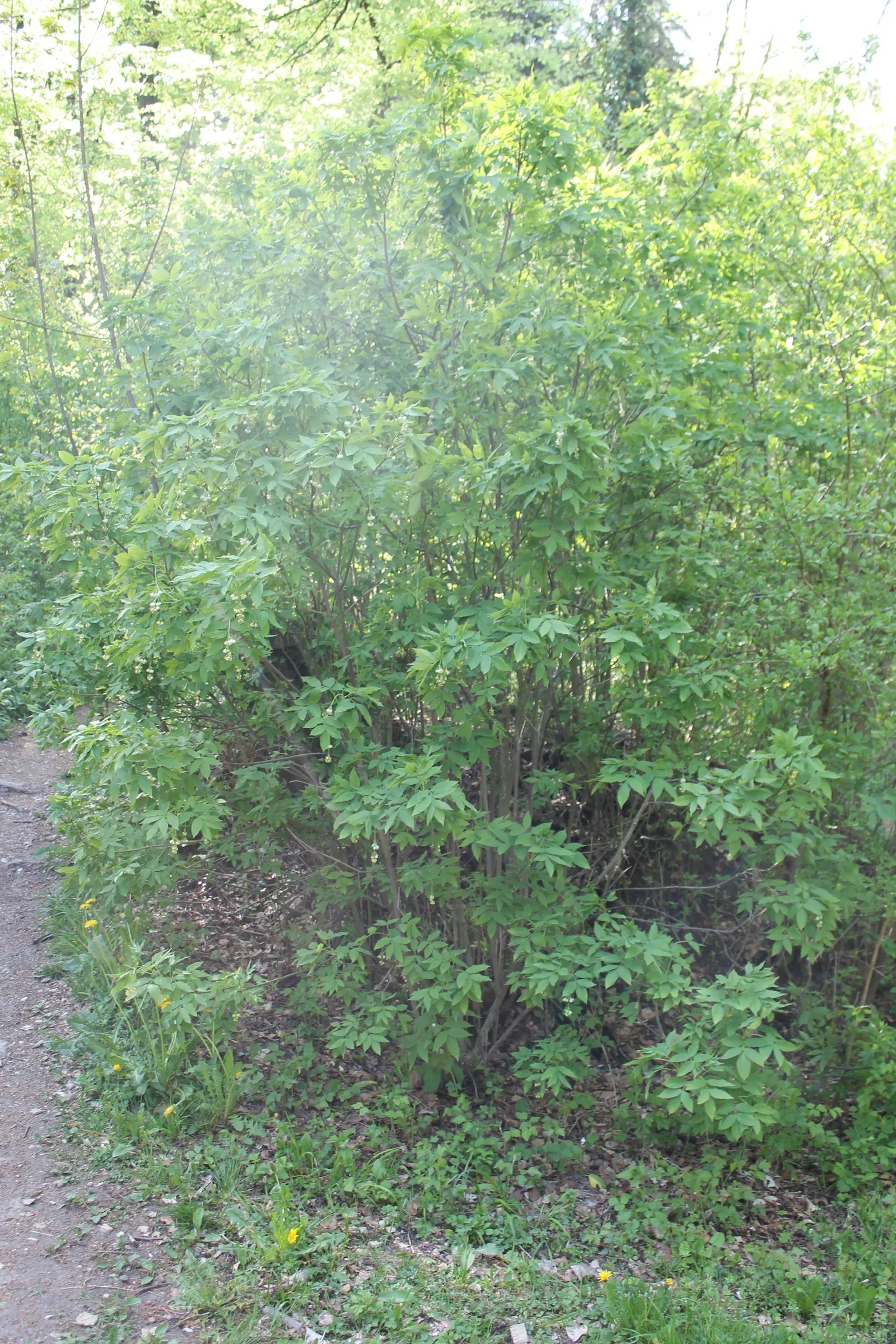 Bladdernut (Staphylea Trifolia) — Its namesake bladder-like fruits add autumn interest