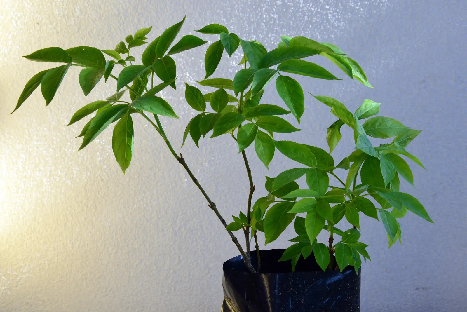 Bladdernut (Staphylea Trifolia) — Staphylea trifolia can withstand minimum temperatures down to -30 to -20°F(-34 to -29°C)