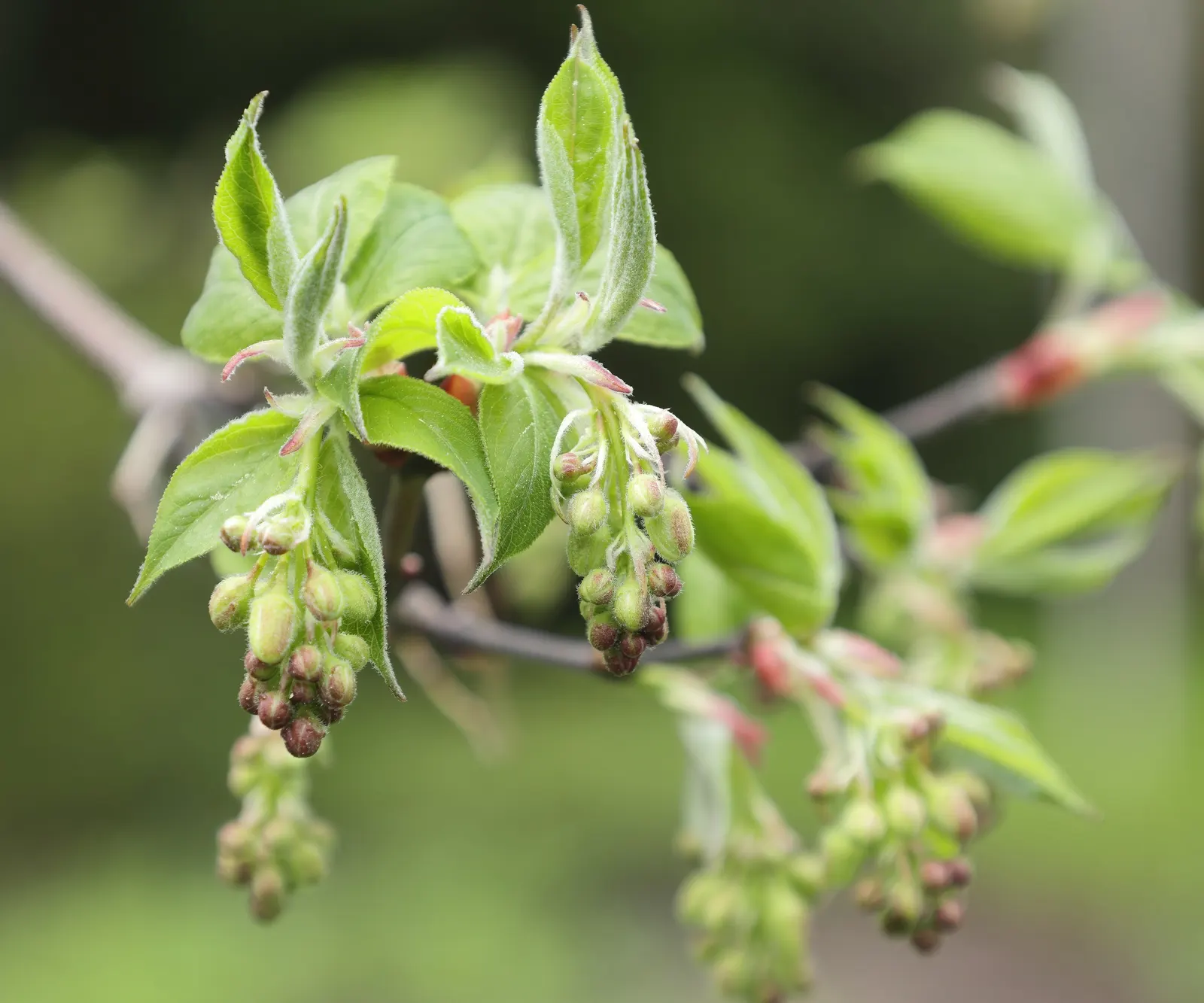Bladdernut (Staphylea Trifolia) — though it thrives best in well-drained; <br><br>Hardy in USDA zones 4 through 8