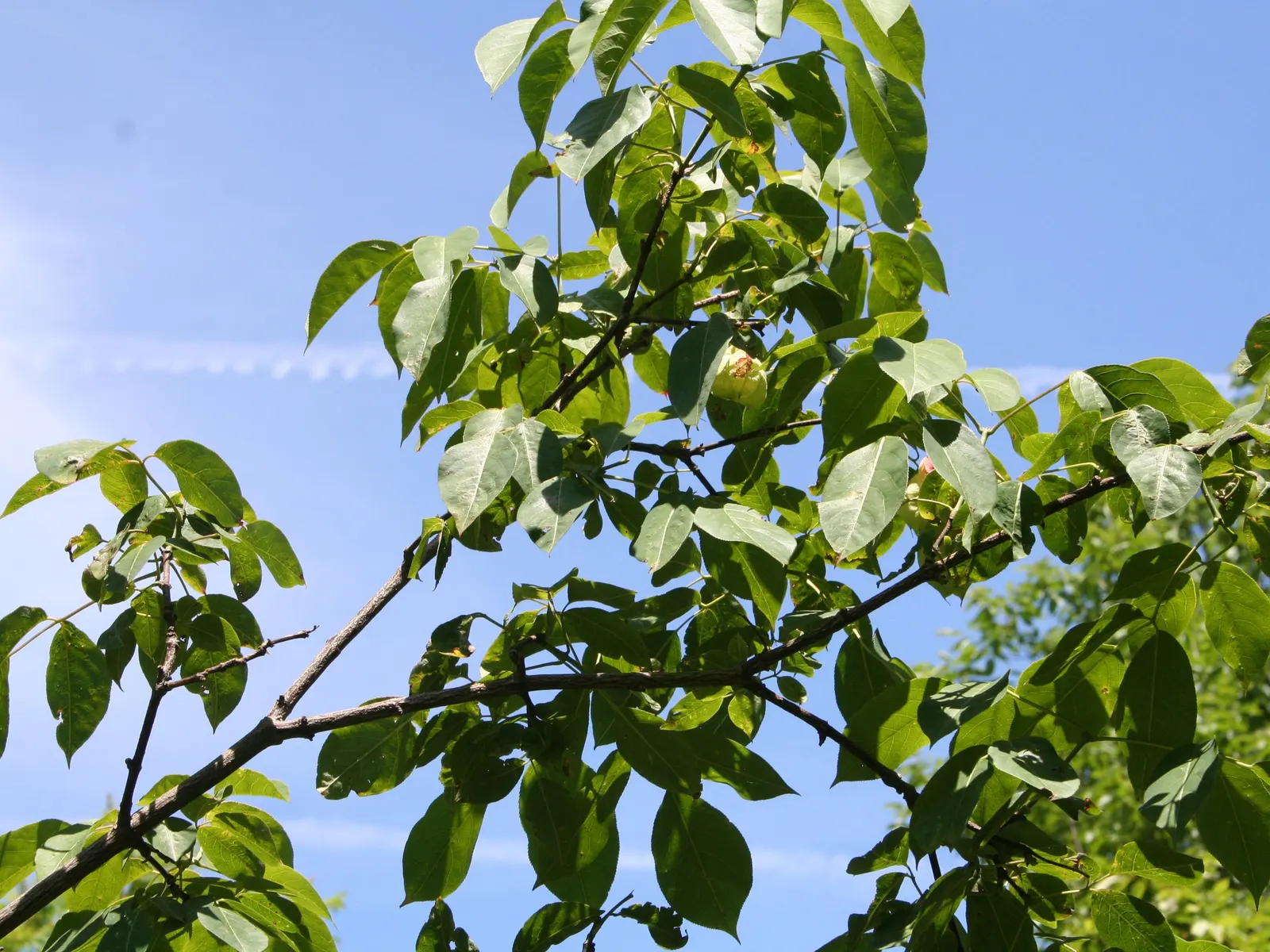 Bladdernut (Staphylea Trifolia) — Staphylea trifolia, commonly known as Bladdernut, is a deciduous understory shrub native to North America