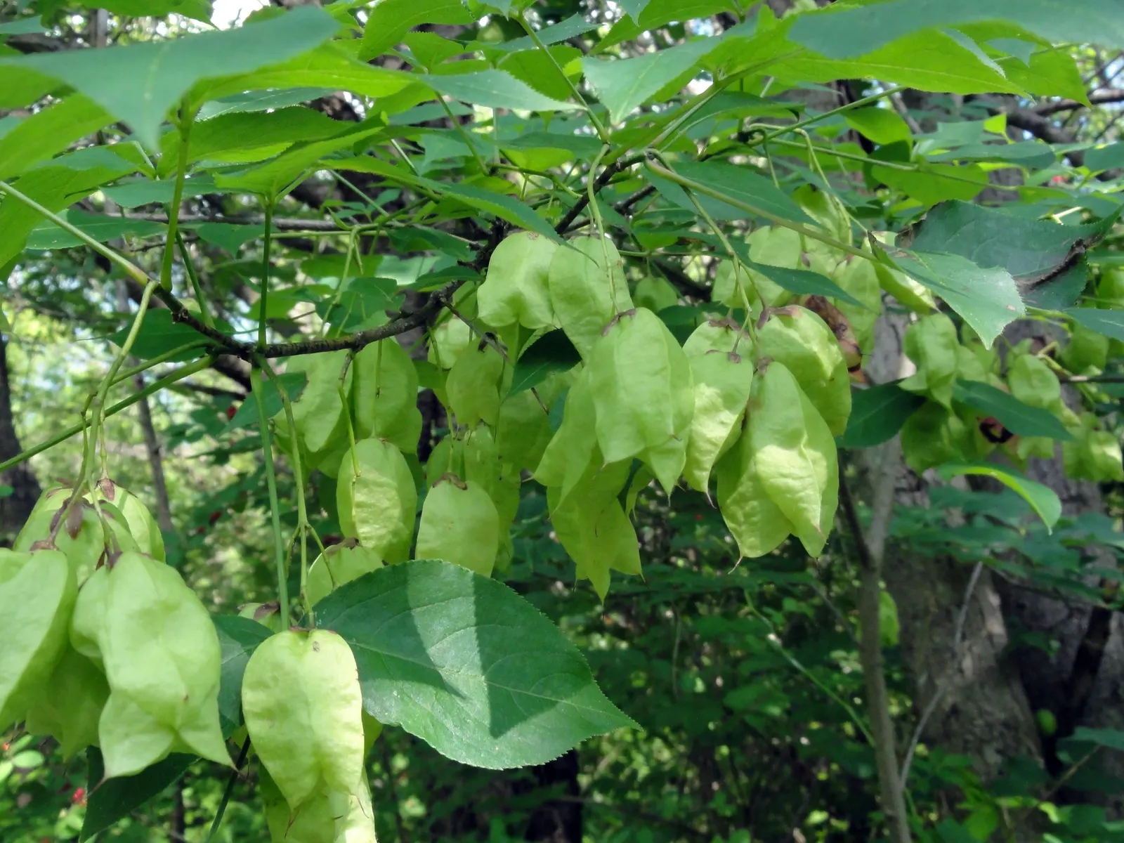 Bladdernut (Staphylea Trifolia) — <br><br>Hardy in USDA zones 4 through 8; though it thrives best in well-drained, image 91