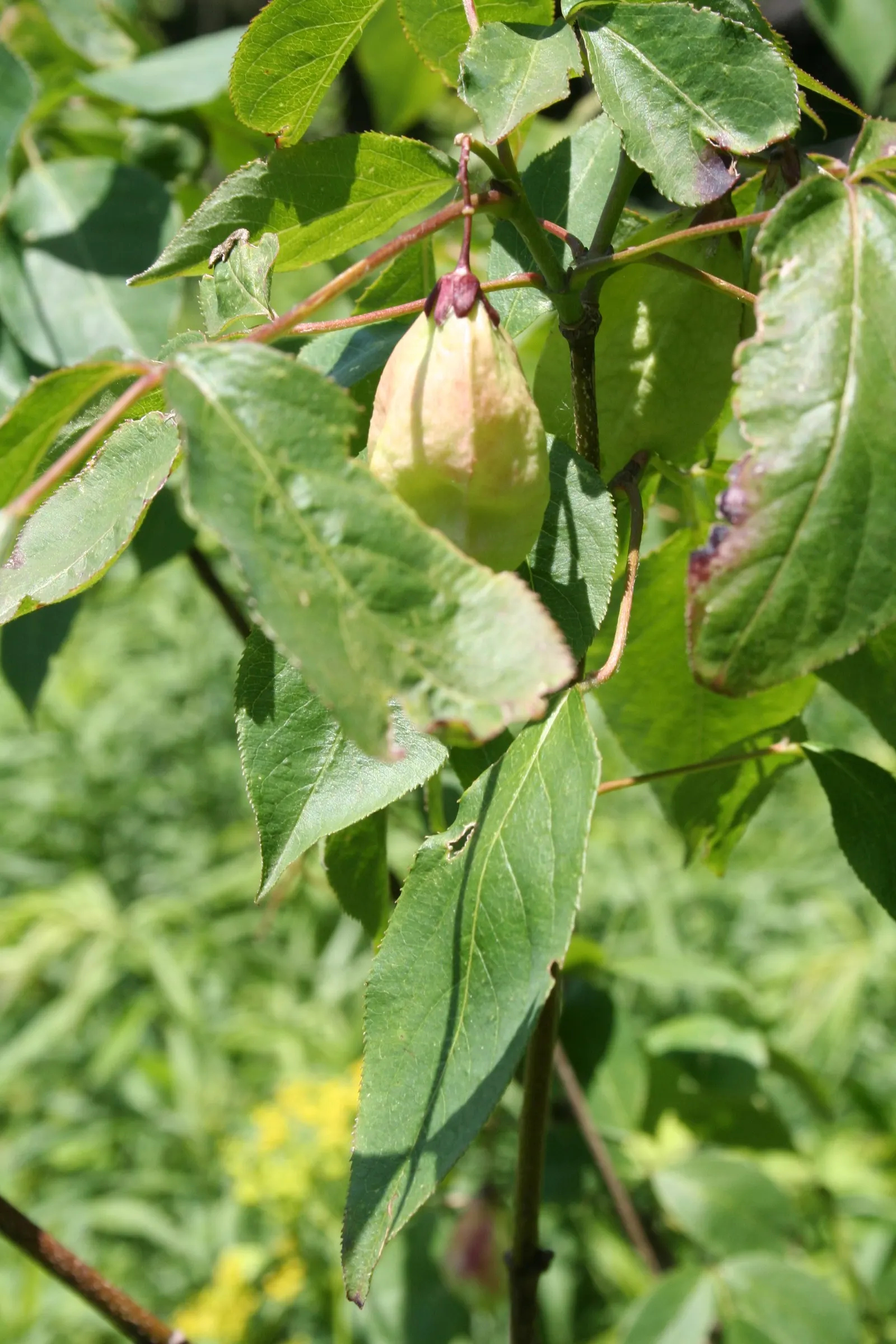 Bladdernut (Staphylea Trifolia) — This understory plant typically grows to a height of 10 to 15 feet with a similar spread