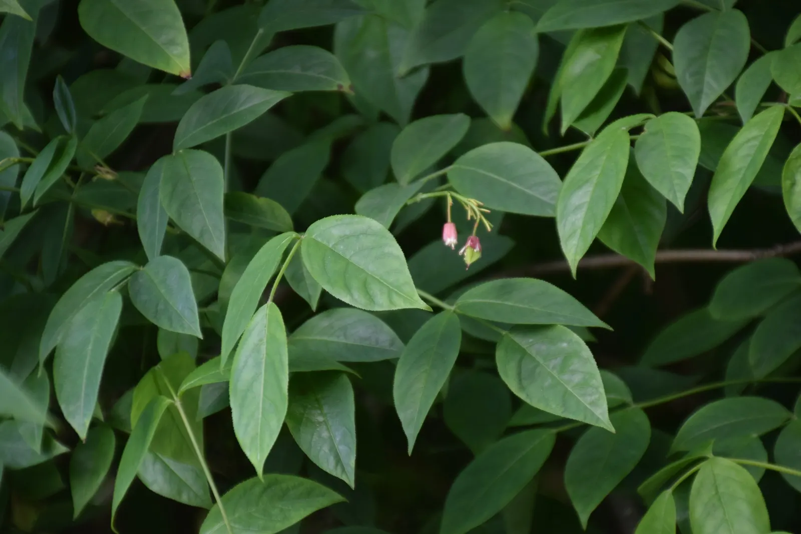 Bladdernut (Staphylea Trifolia) — shrub with white blooms