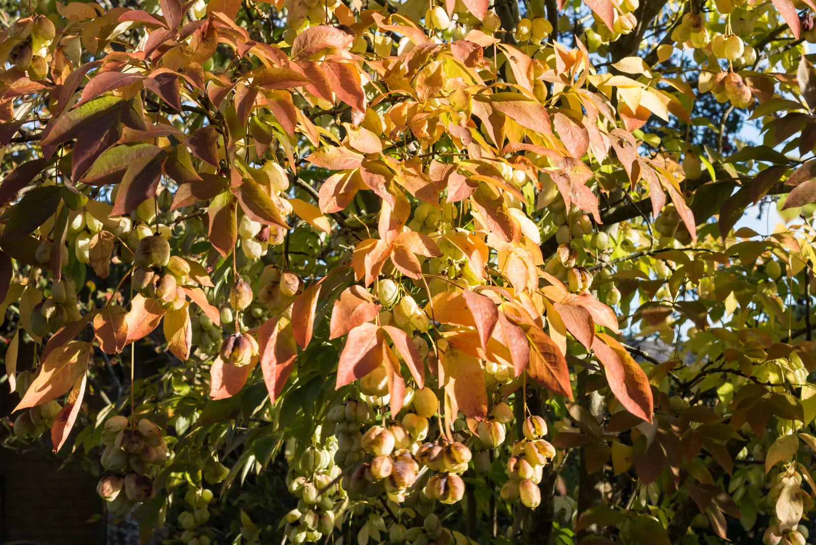 Bladdernut (Staphylea Trifolia) — With all these attributes; shrub for full or half or shade
