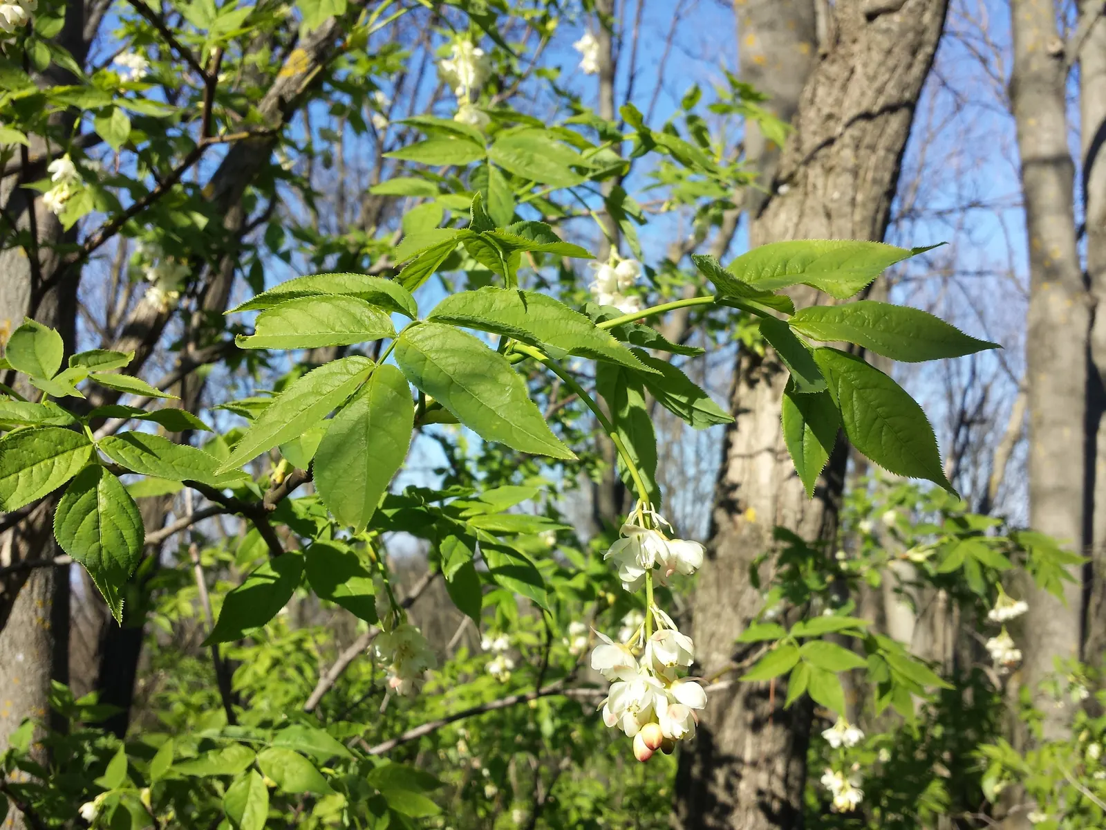 Bladdernut (Staphylea Trifolia) — white flowers in the garden; multi-stemmed shrub native to the woodlands of Eastern North America