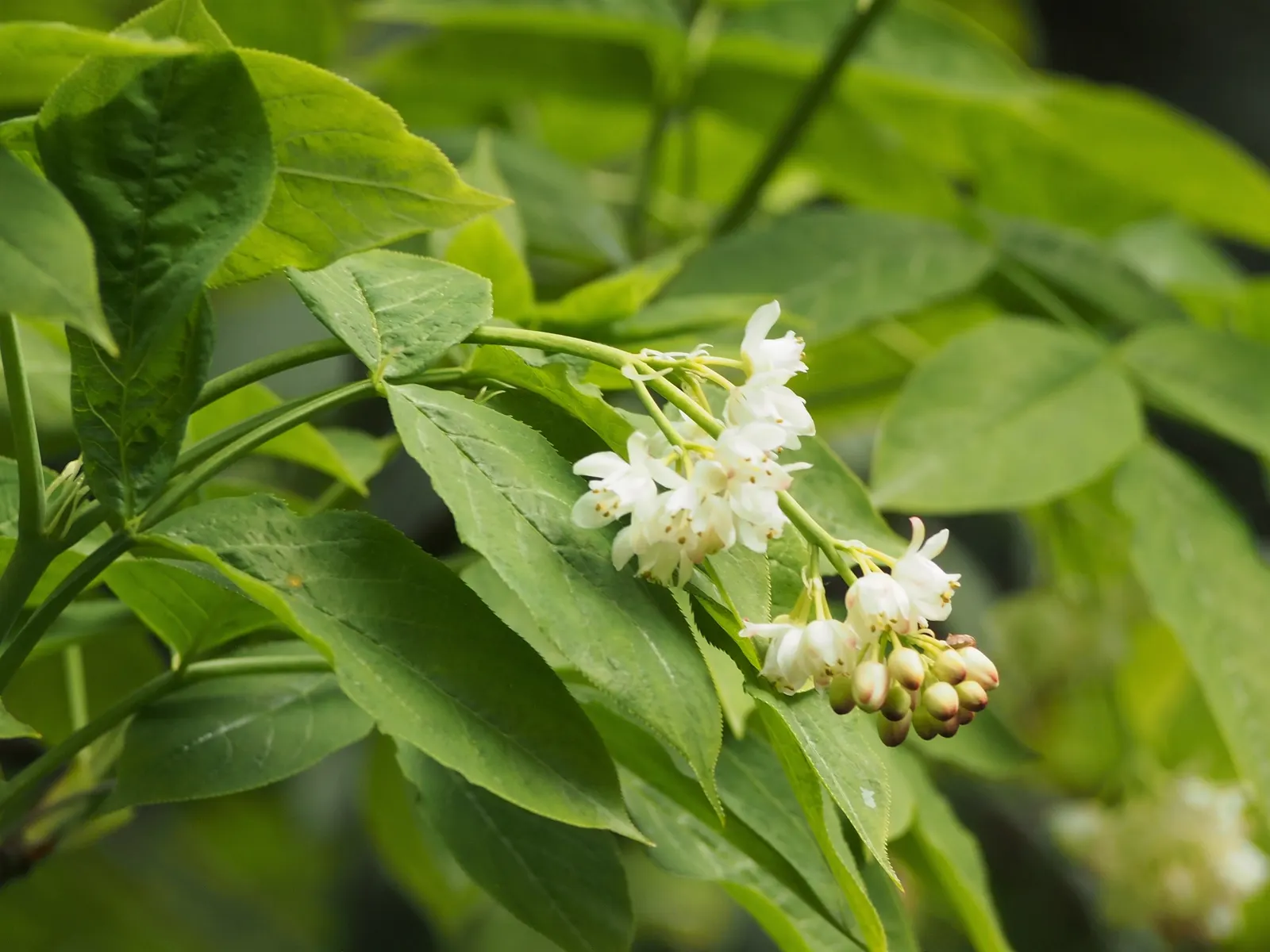 Bladdernut (Staphylea Trifolia) — bladder-like seed pods form; drooping clusters of fragrant, image 112