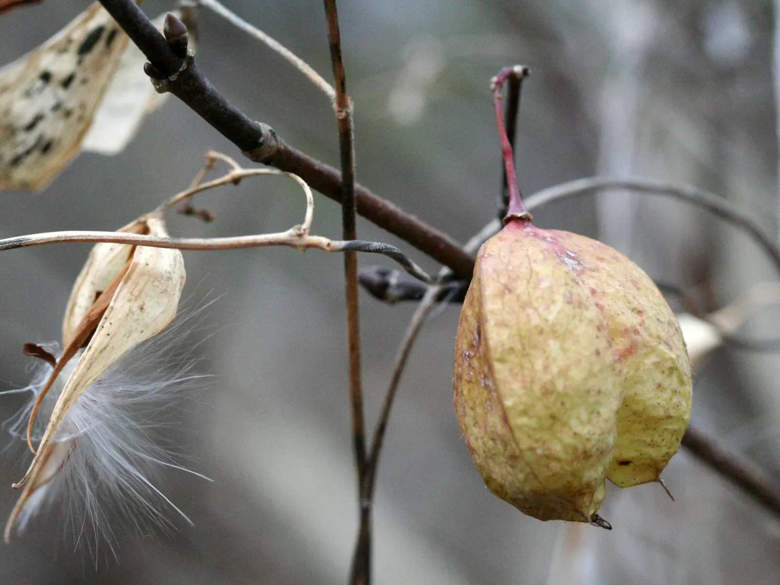 Bladdernut (Staphylea Trifolia) — Staphylea trifolia, commonly known as Bladdernut, is a deciduous understory shrub native to North America, image 49