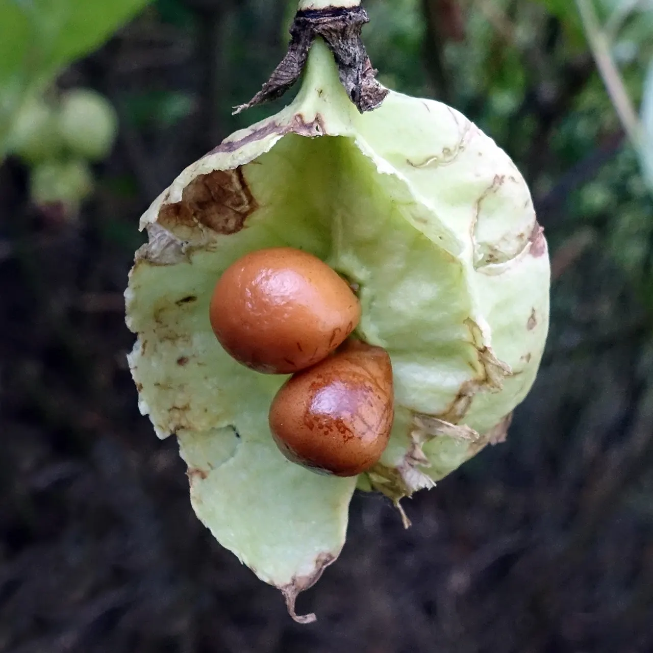 Bladdernut (Staphylea Trifolia) — loamy soils.<br><br>Characterized by its opposite; growing 10-15 feet tall, it features trifoliate leaves and bell-shaped