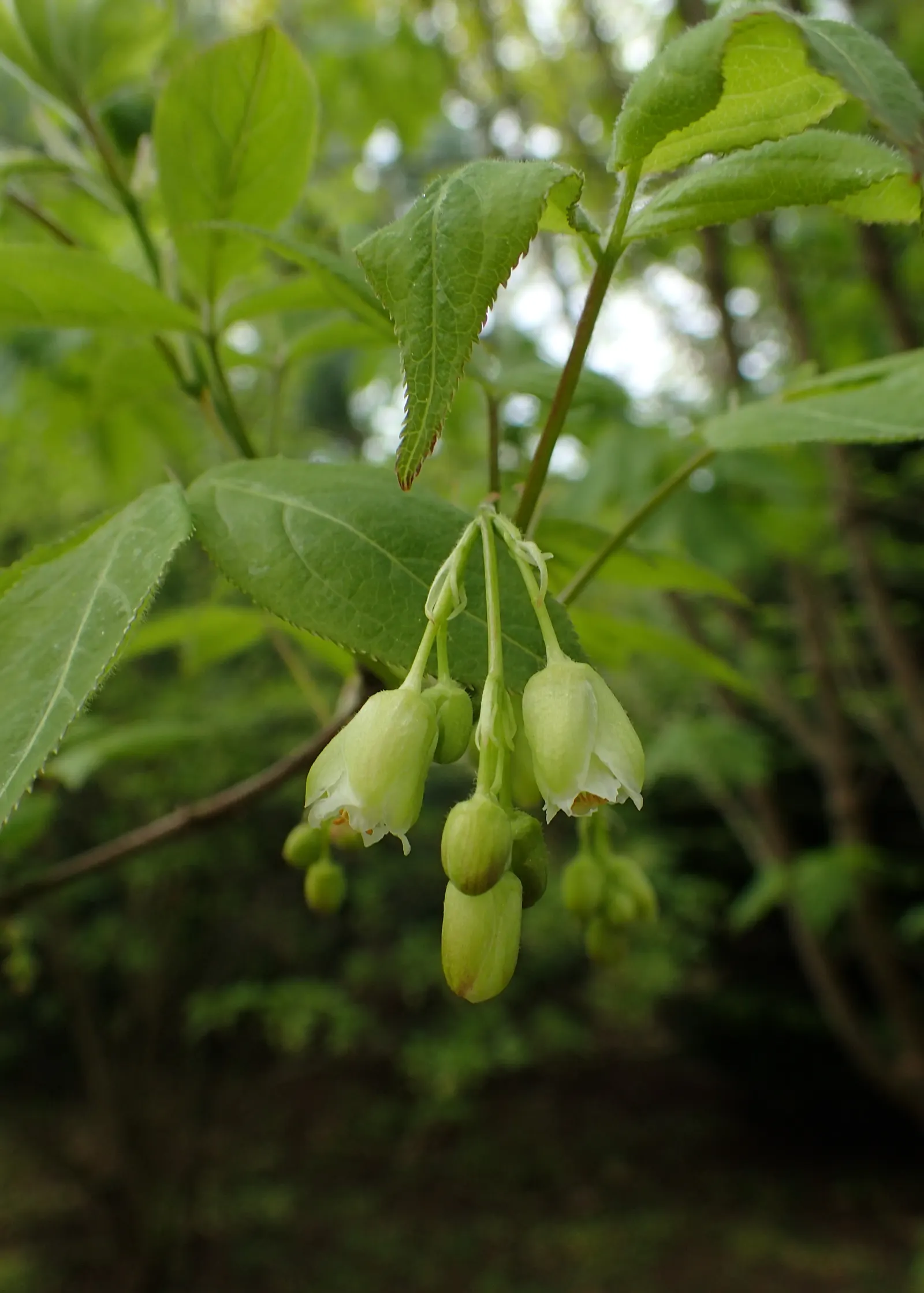 Bladdernut (Staphylea Trifolia) — Staphylea trifolia can withstand minimum temperatures down to -30 to -20&deg;F(-34 to -29&deg;C); turning brown, image 68