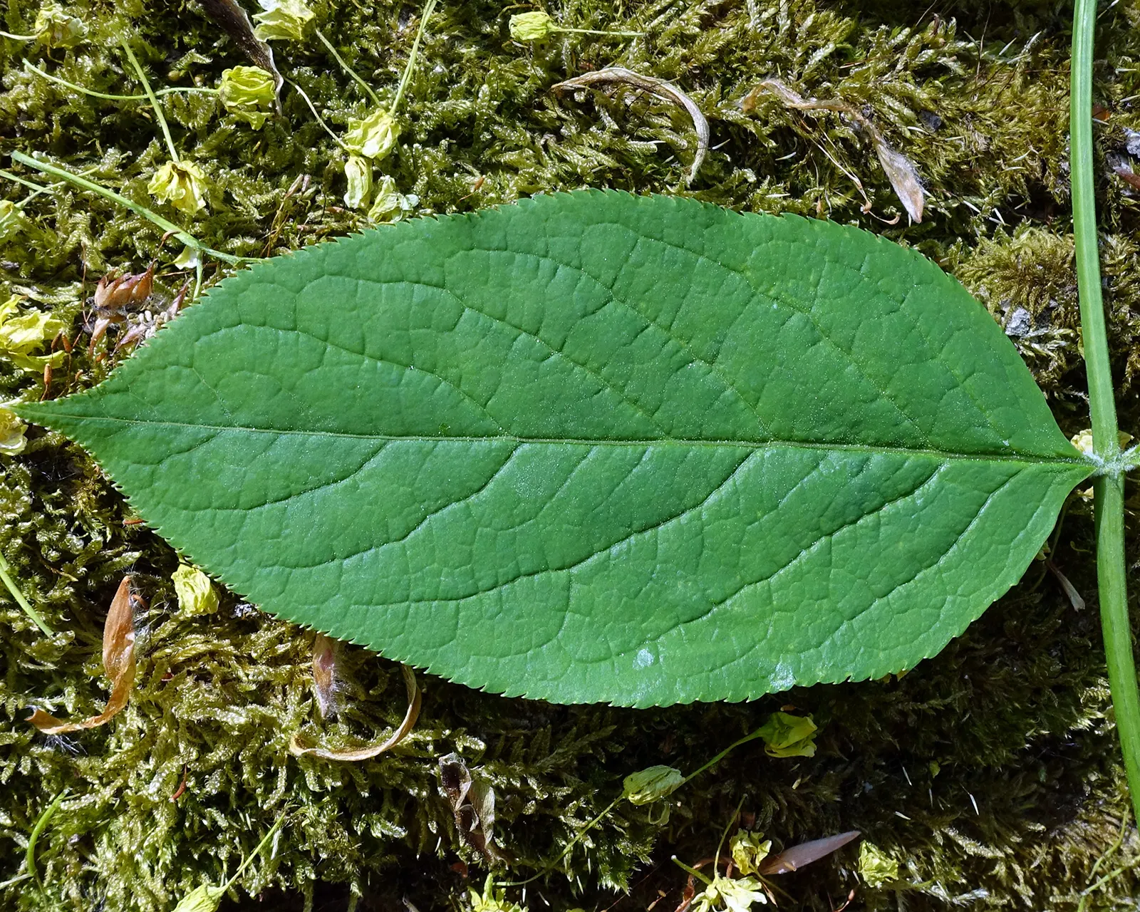Bladdernut (Staphylea Trifolia) — multi-stemmed shrub native to the woodlands of Eastern North America; white flowers in the garden, image 55