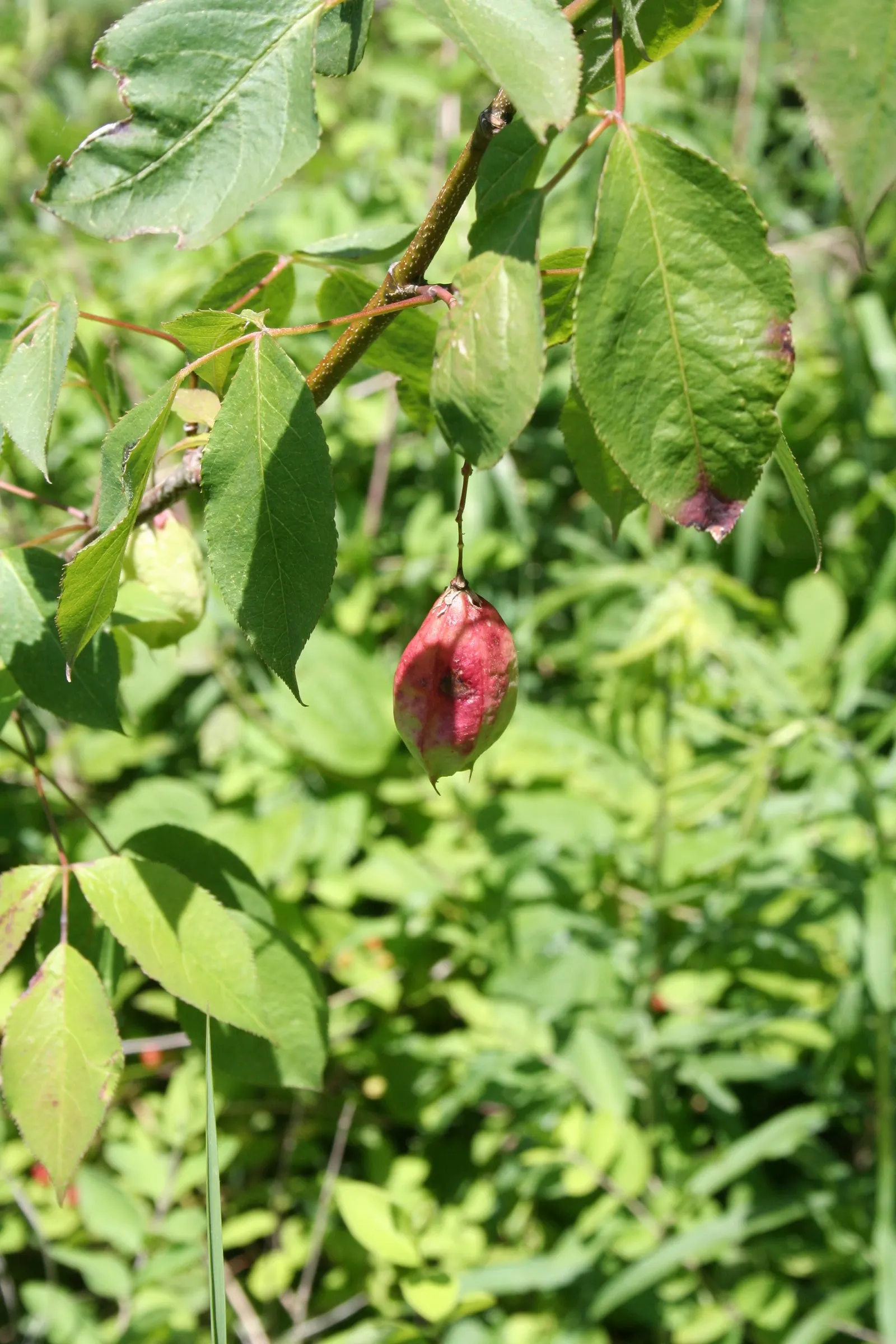 Bladdernut (Staphylea Trifolia) — Preferring partial shade and moist soils, Bladdernut is excellent for naturalized areas; staphylea trifolia, image 52
