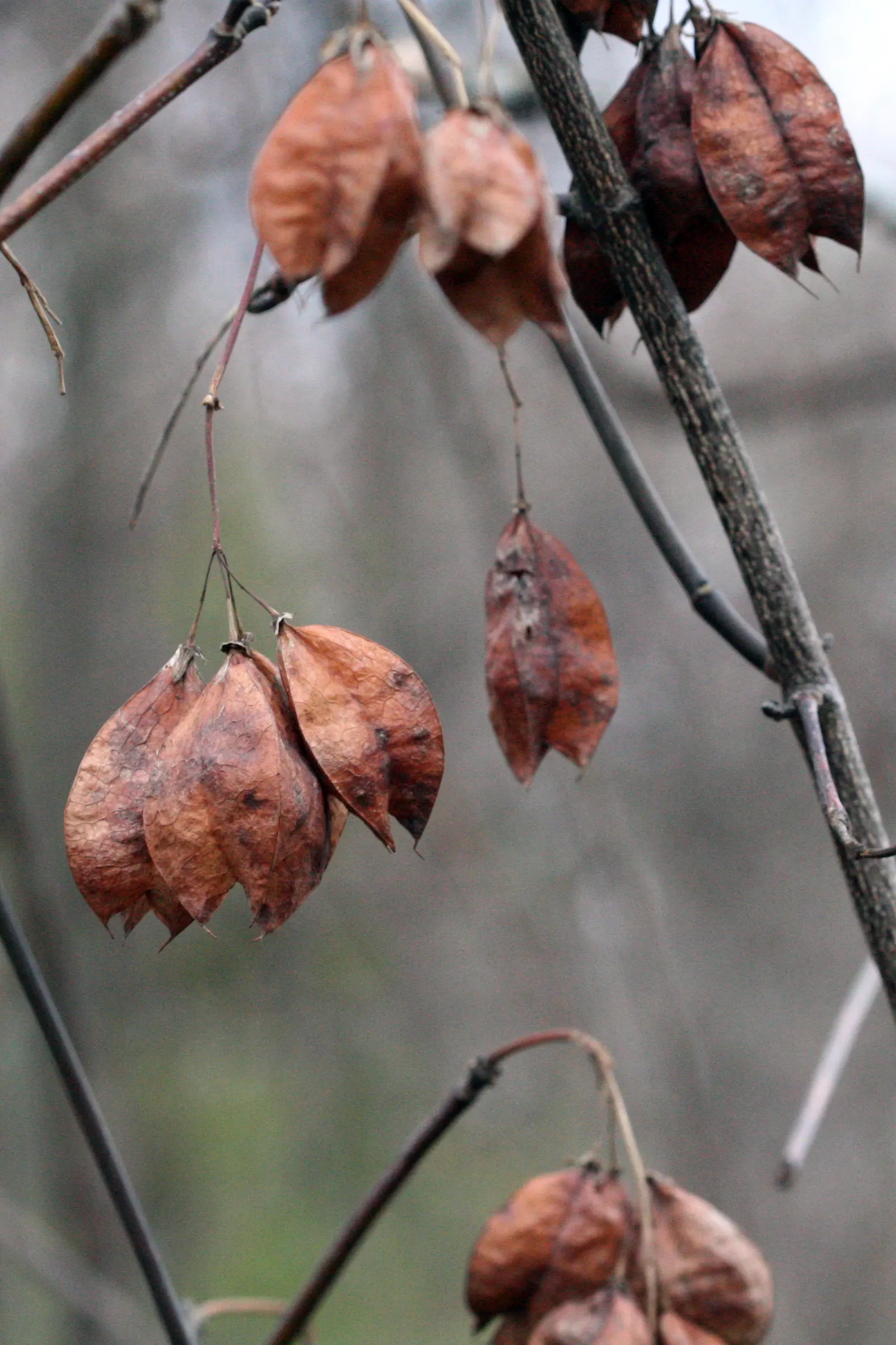 Bladdernut (Staphylea Trifolia) — Staphylea trifolia, commonly known as Bladdernut, is a deciduous understory shrub native to North America, image 97