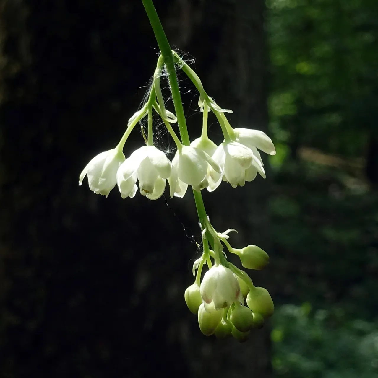 Bladdernut (Staphylea Trifolia) — bladder-like seed pods form; drooping clusters of fragrant