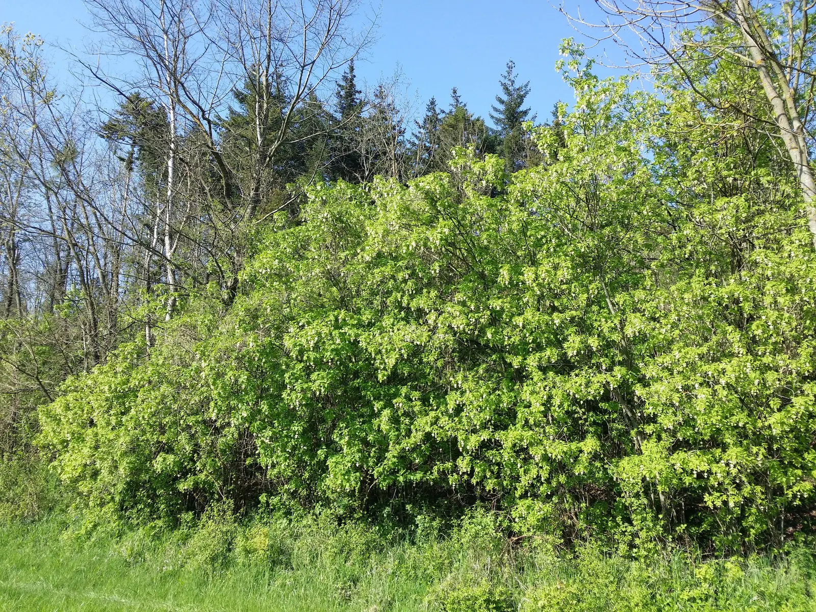 Bladdernut (Staphylea Trifolia) — With all these attributes; shrub for full or half or shade, image 69