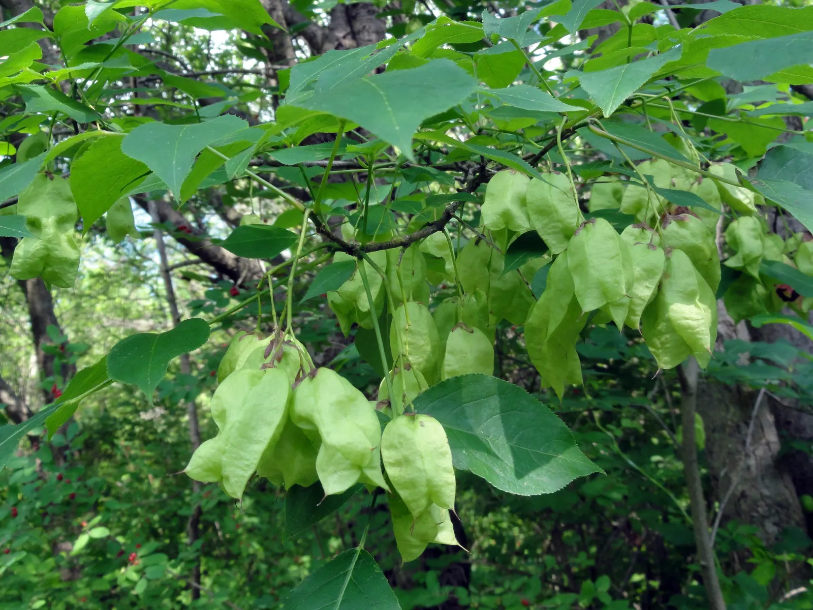 Bladdernut (Staphylea Trifolia) — bell-shaped white flowers bloom; shrub with white blooms, image 62