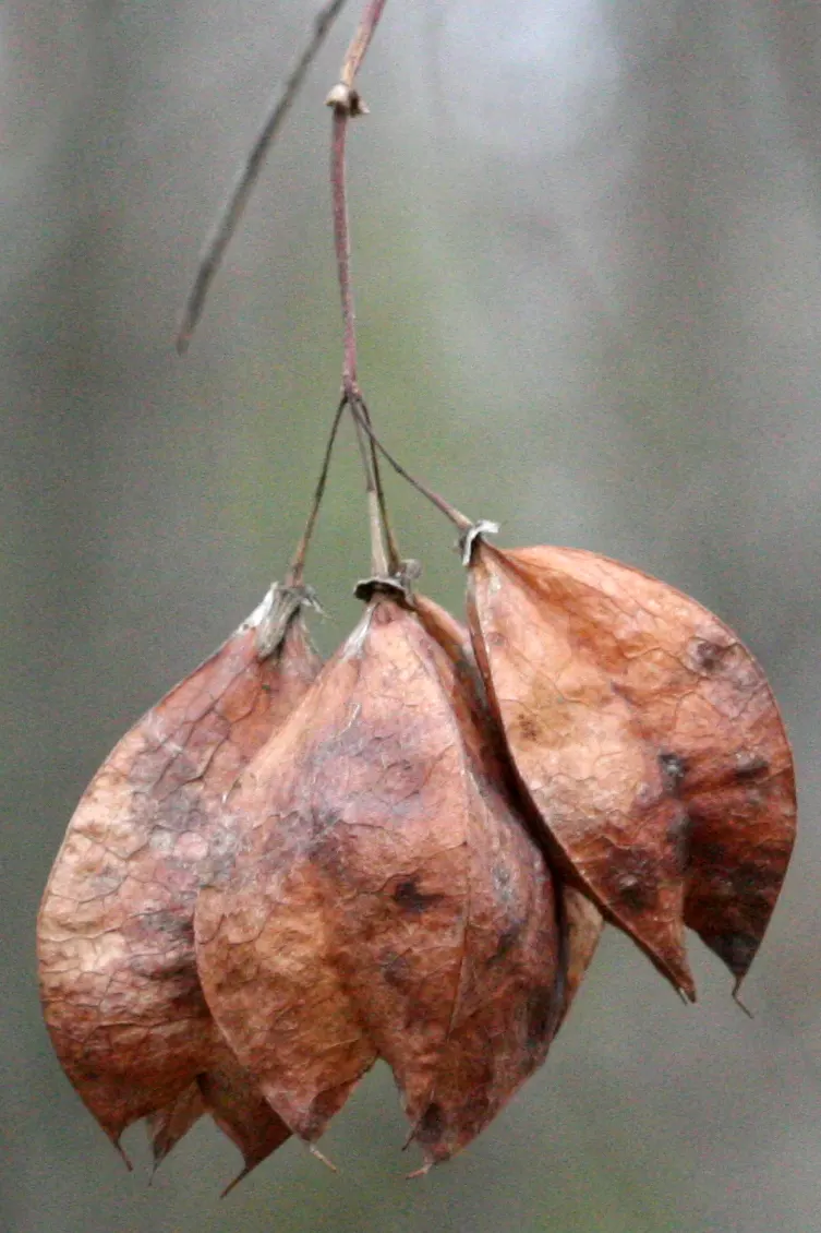 Bladdernut (Staphylea Trifolia) — It‚Äôs low-maintenance, supports wildlife, and offers a delicate, airy structure to landscape designs; this, image 77