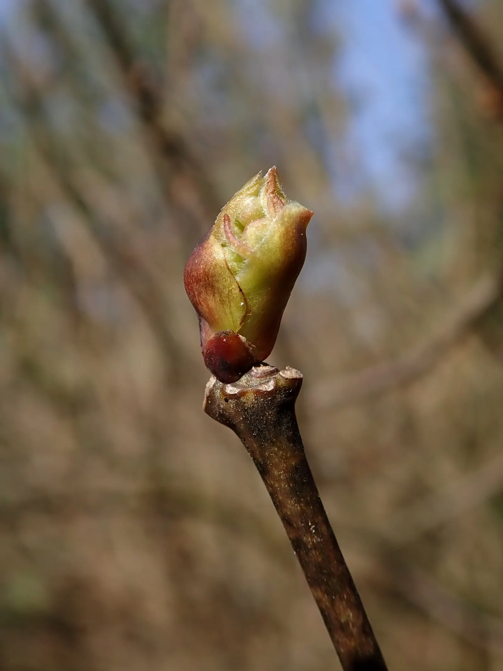 Bladdernut (Staphylea Trifolia) — It‚Äôs low-maintenance, supports wildlife, and offers a delicate, airy structure to landscape designs; this, image 53