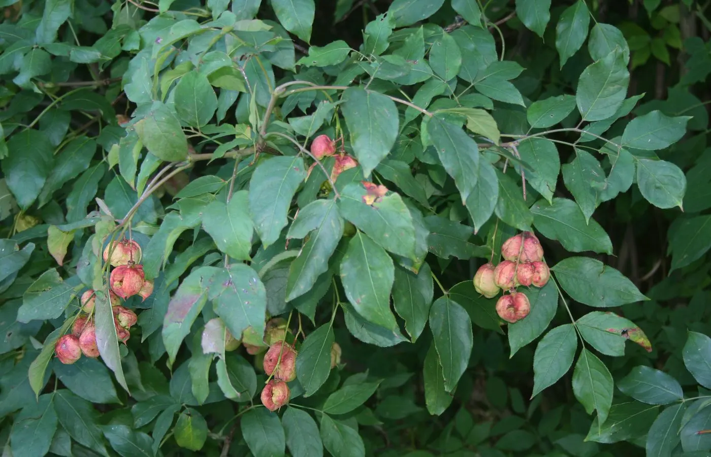 Bladdernut (Staphylea Trifolia) — It‚Äôs low-maintenance, supports wildlife, and offers a delicate, airy structure to landscape designs; this, image 125