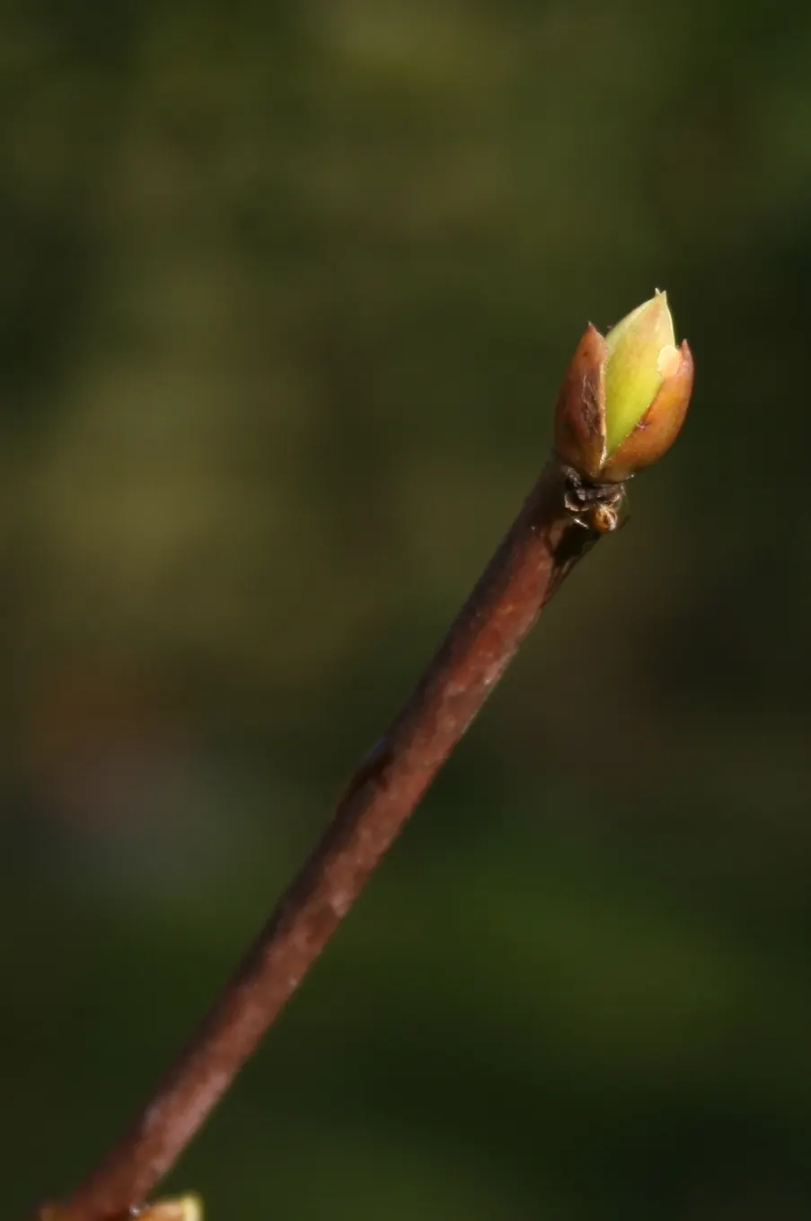 Bladdernut (Staphylea Trifolia) — With all these attributes; shrub for full or half or shade, image 93