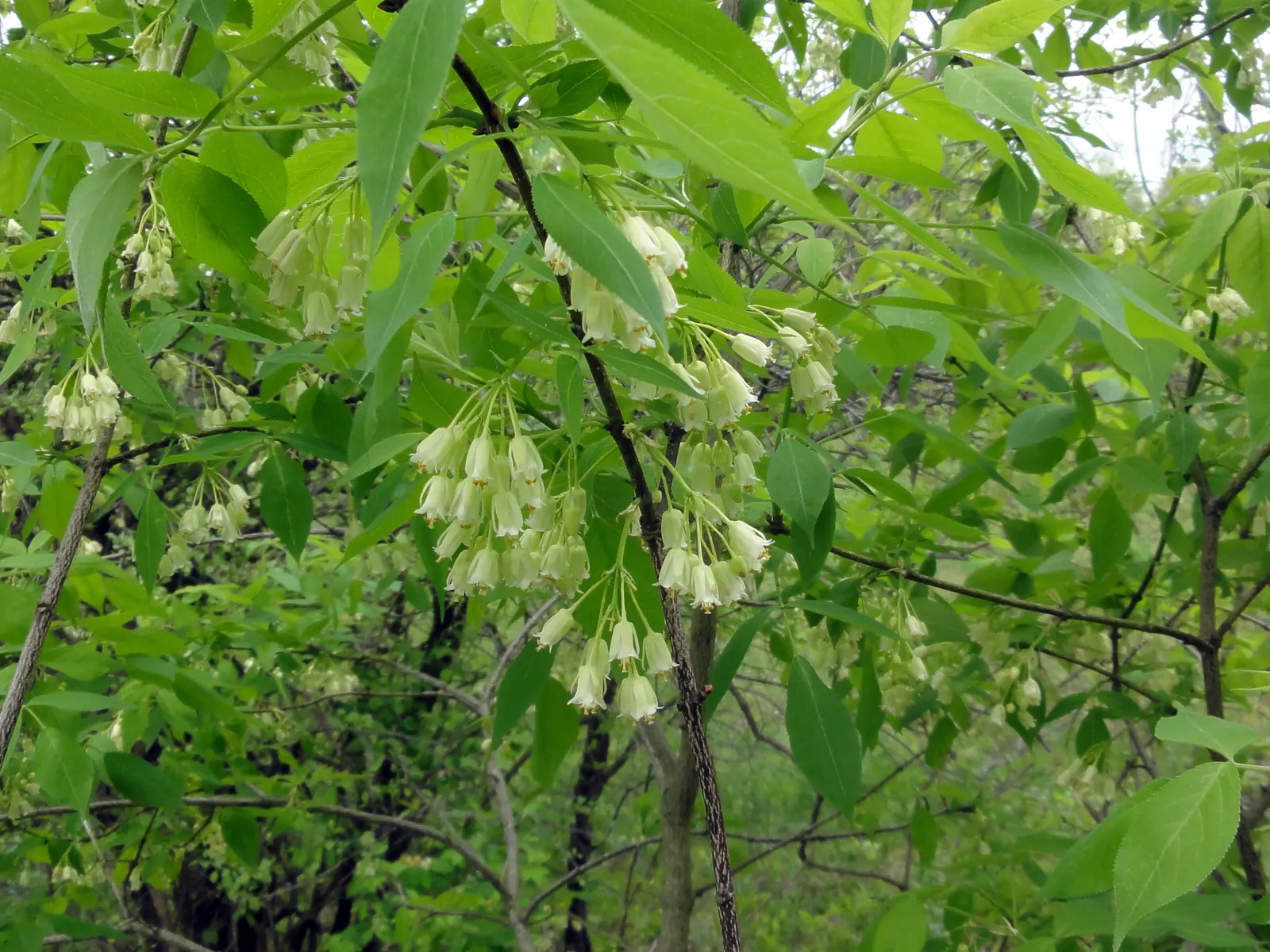 Bladdernut (Staphylea Trifolia) — shrub for full or half or shade; with all these attributes, image 120