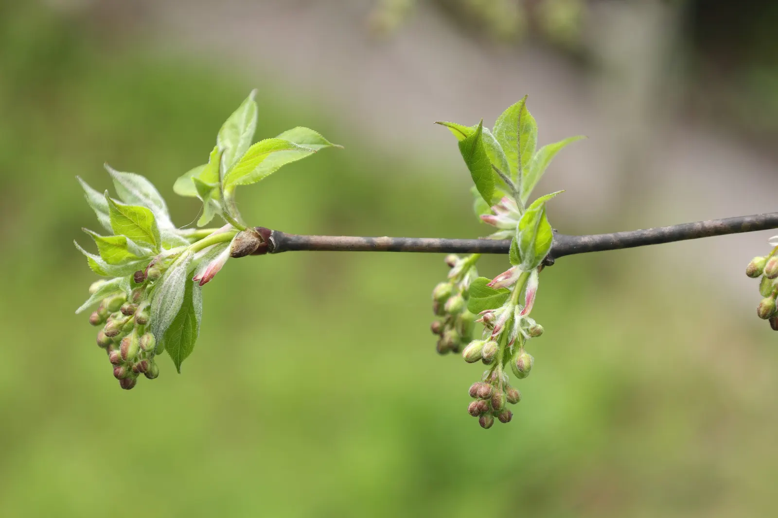 Bladdernut (Staphylea Trifolia) — drooping clusters of fragrant; bladder-like seed pods form