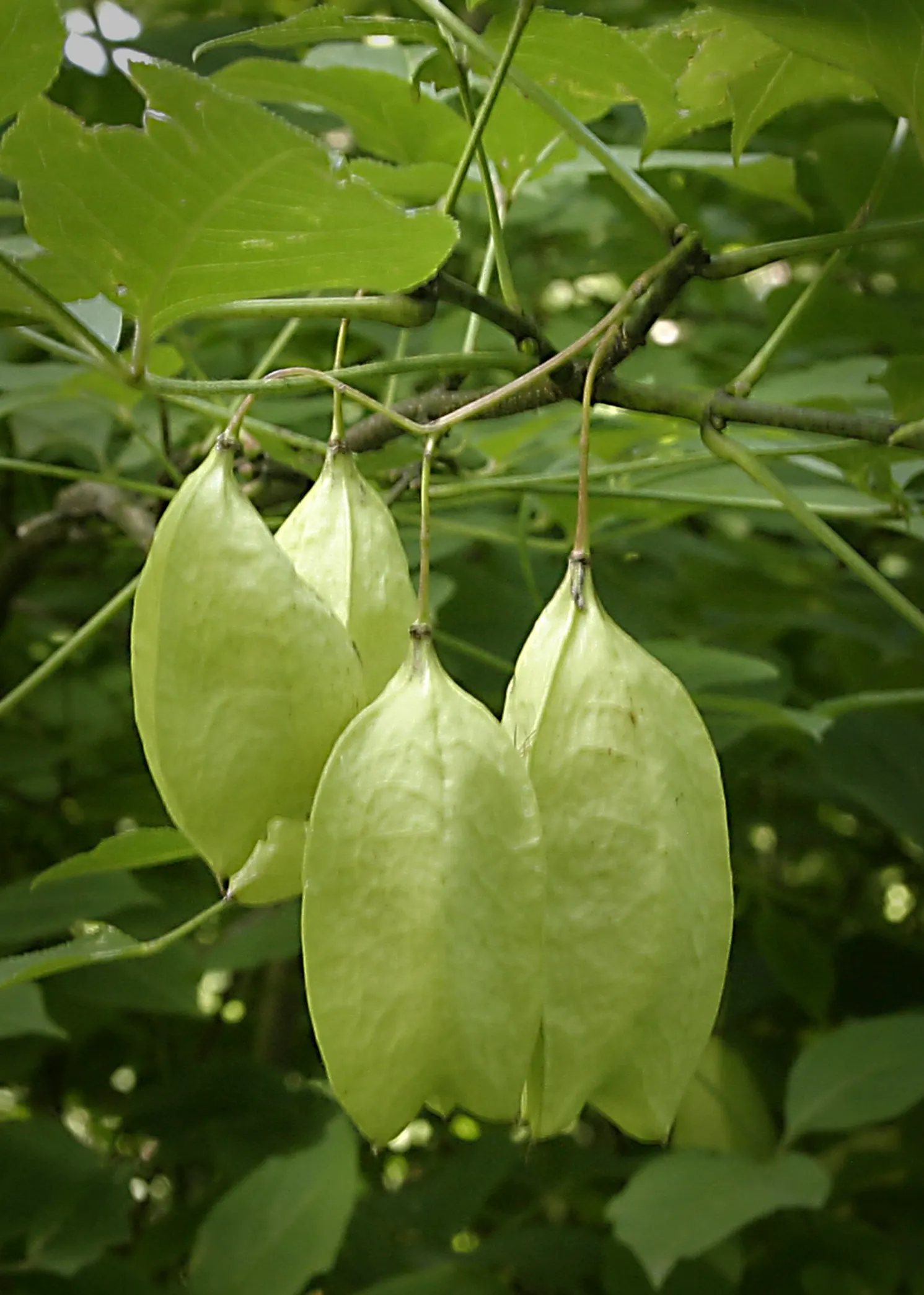Bladdernut (Staphylea Trifolia) — shrub with white blooms; bell-shaped white flowers bloom, image 71