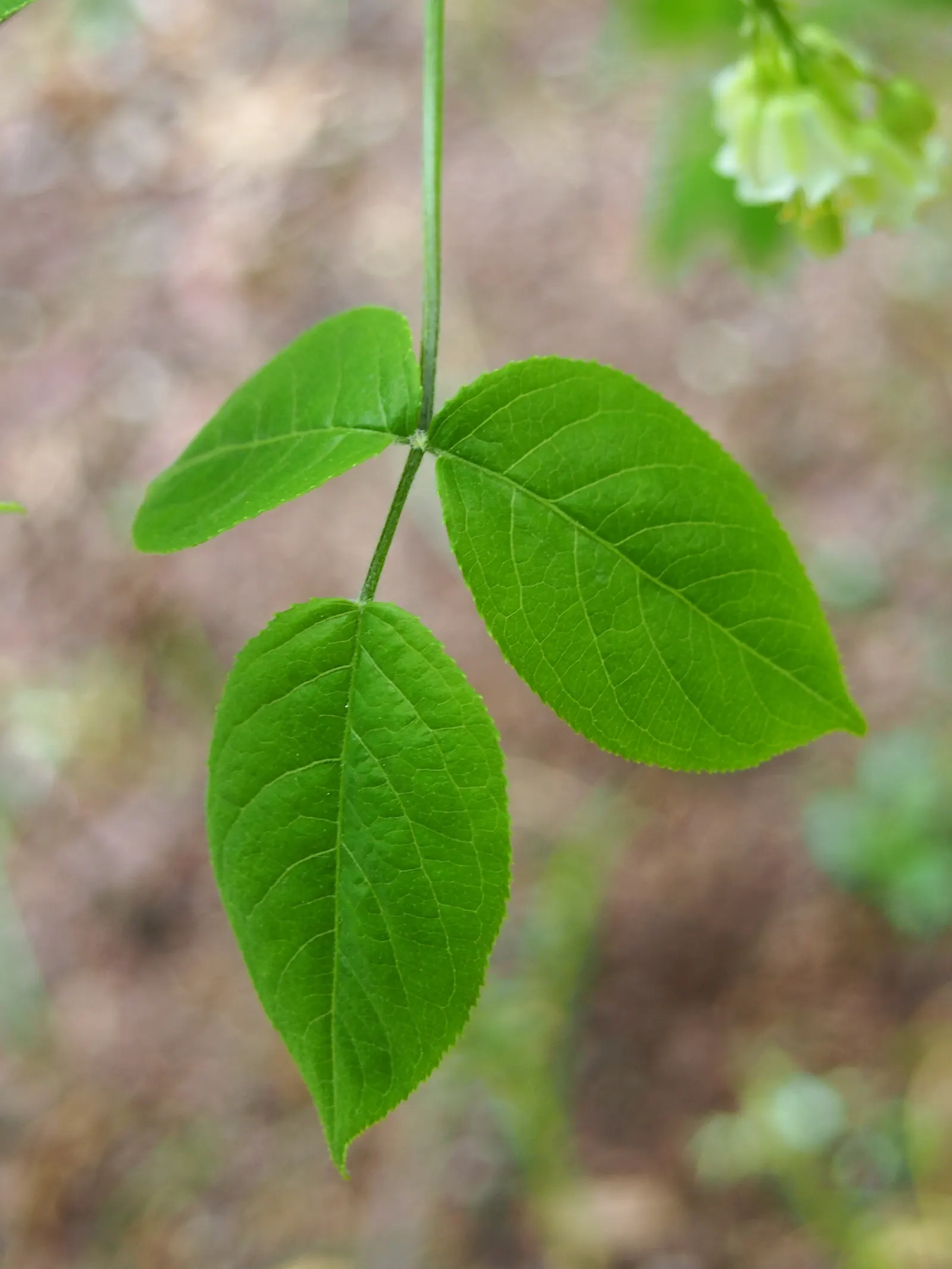 Bladdernut (Staphylea Trifolia) — bladder-like seed pods form