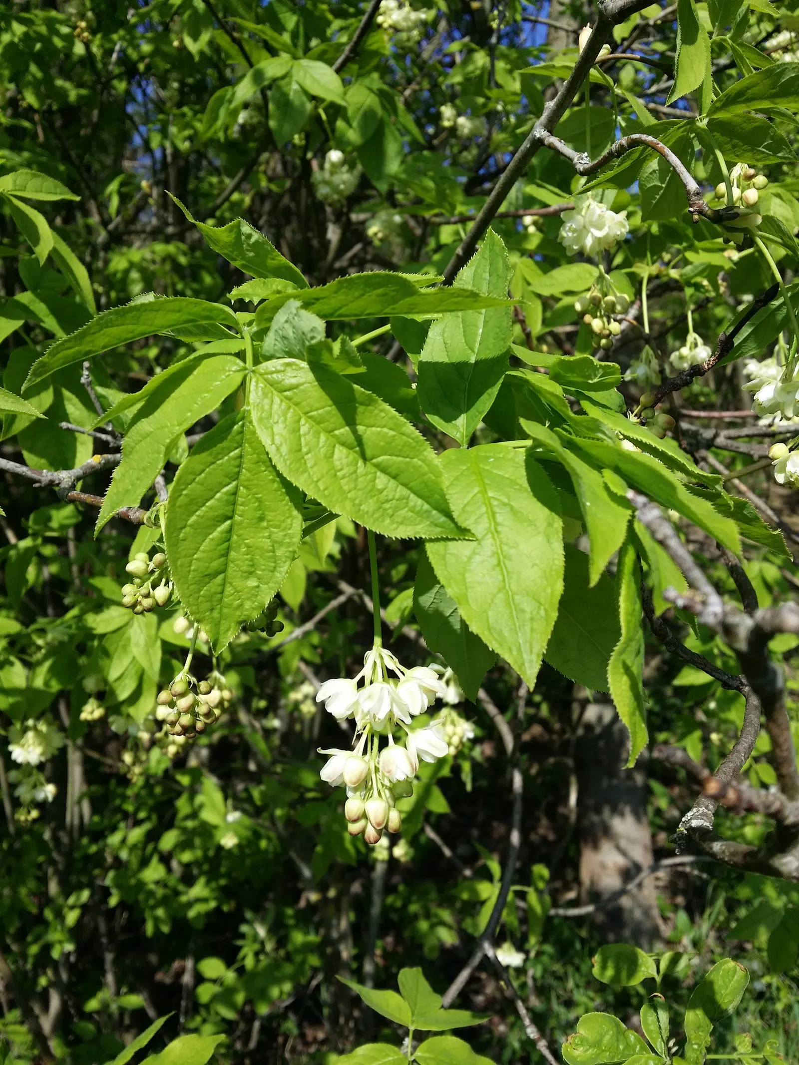 Bladdernut (Staphylea Trifolia) — With all these attributes; shrub for full or half or shade, image 117