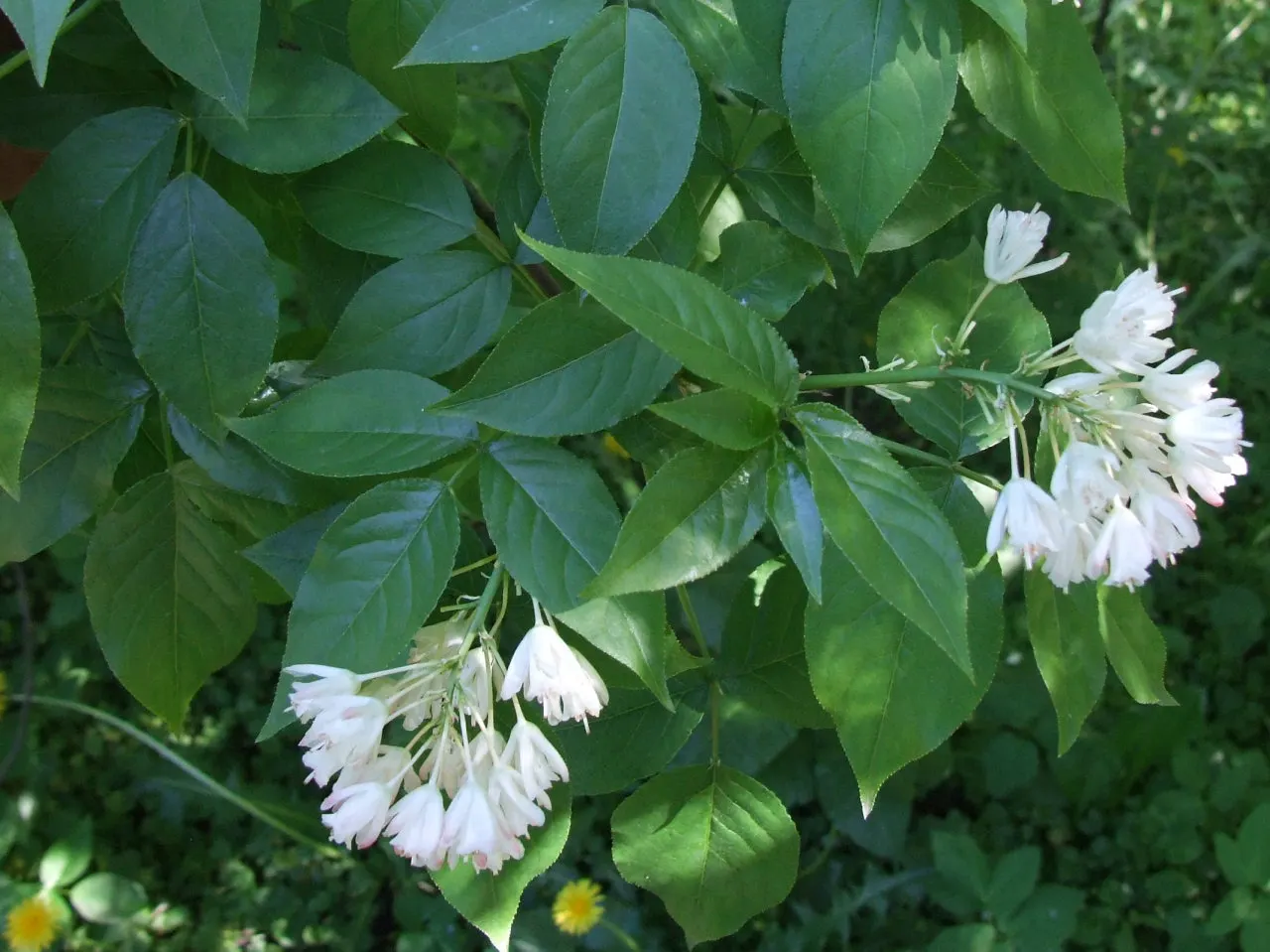 Bladdernut (Staphylea Trifolia) — turning brown in late summer and persisting into winter; staphylea trifolia can withstand minimum temperatures, image 89