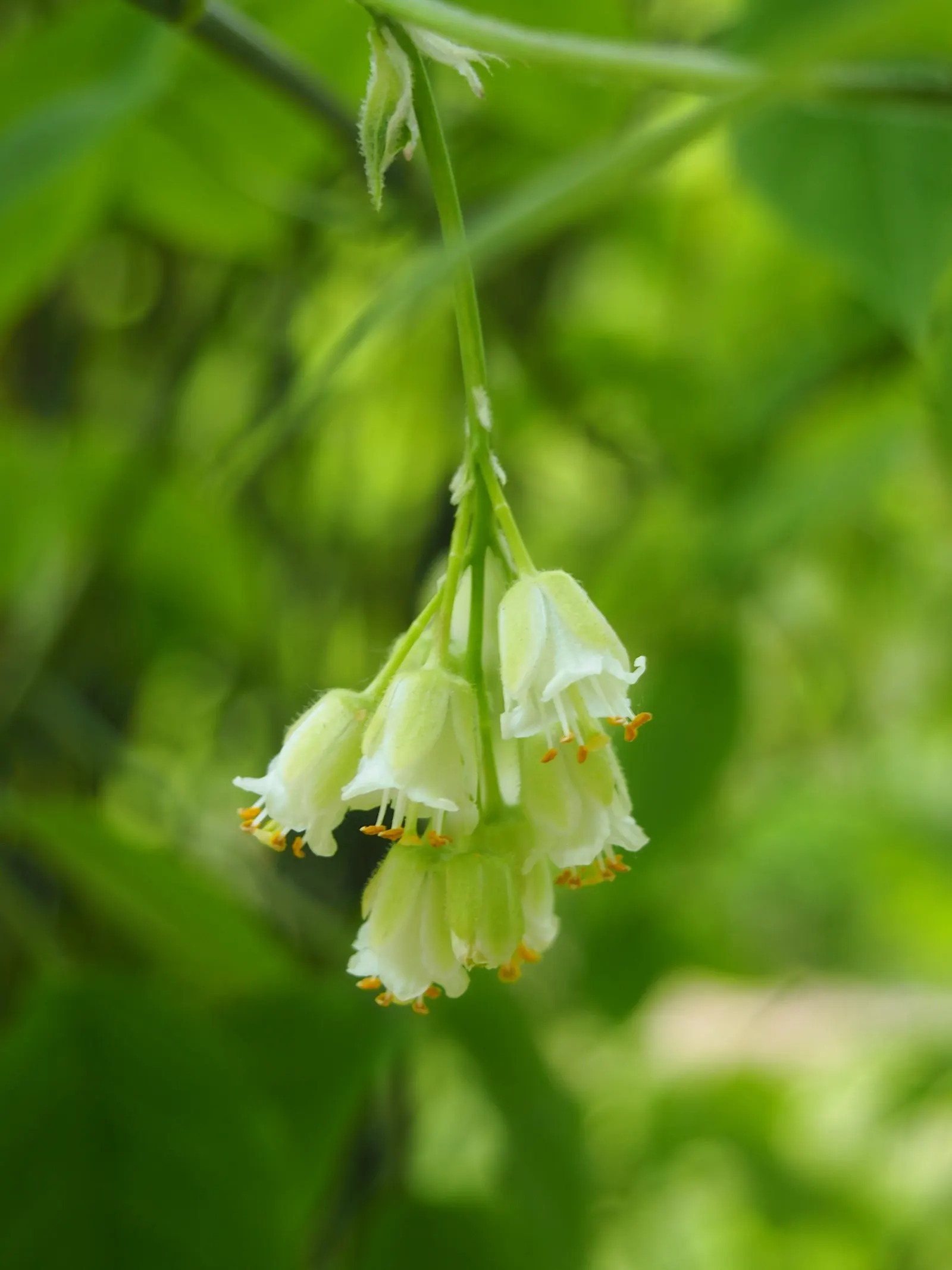 Bladdernut (Staphylea Trifolia) — shrub with white blooms; bell-shaped white flowers bloom, image 119