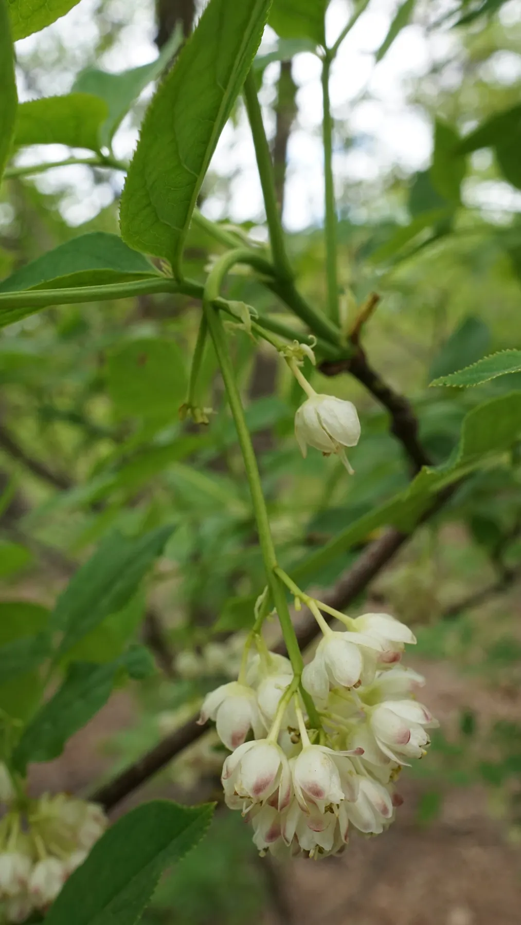 Bladdernut (Staphylea Trifolia) — Preferring partial shade and moist soils, Bladdernut is excellent for naturalized areas; staphylea trifolia, commonly known