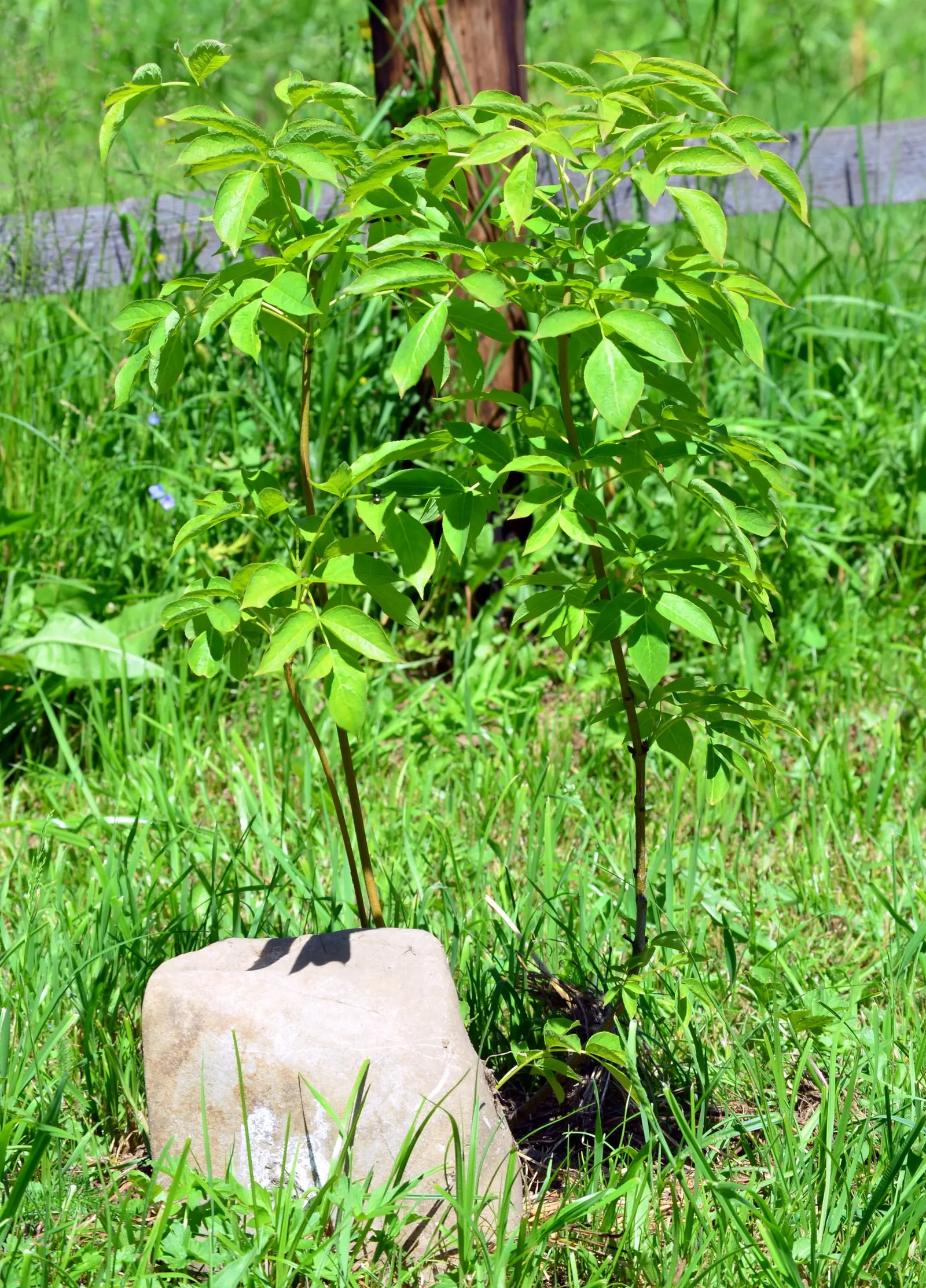 Bladdernut (Staphylea Trifolia) — Its namesake bladder-like fruits add autumn interest; when mature, it provides habitat and food for native fauna, image 51