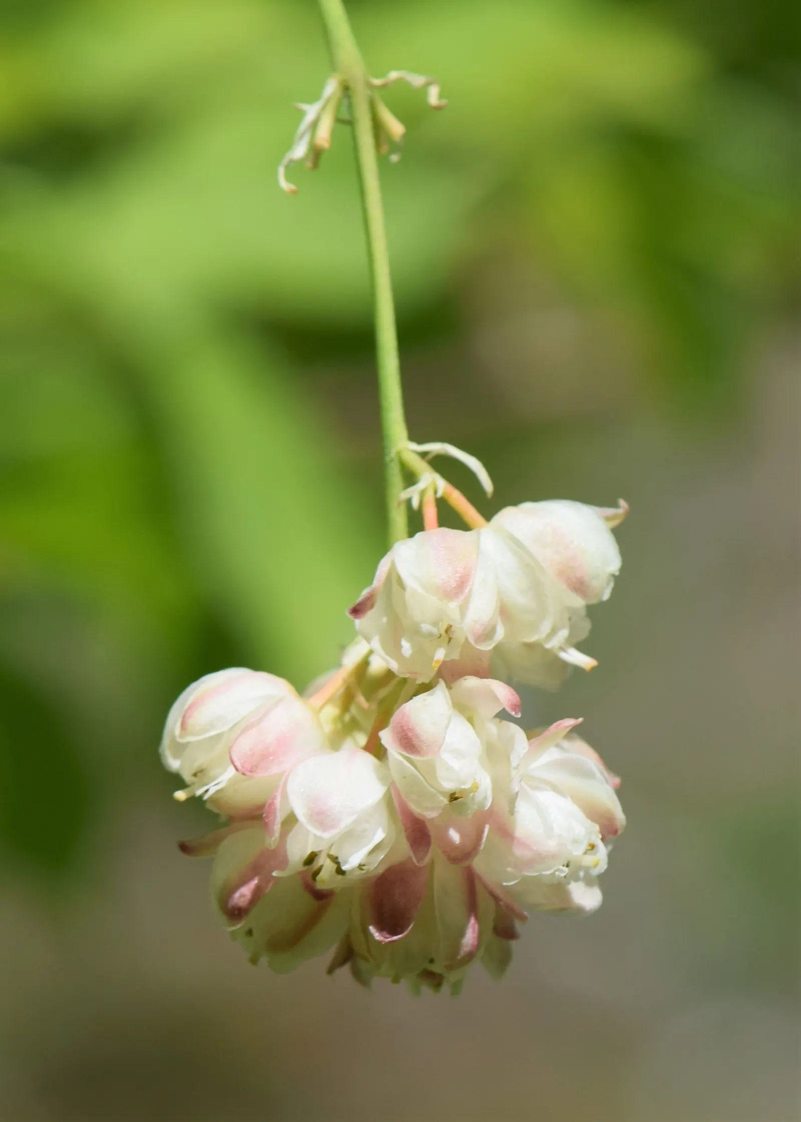 Bladdernut (Staphylea Trifolia) — loamy soils.<br><br>Characterized by its opposite