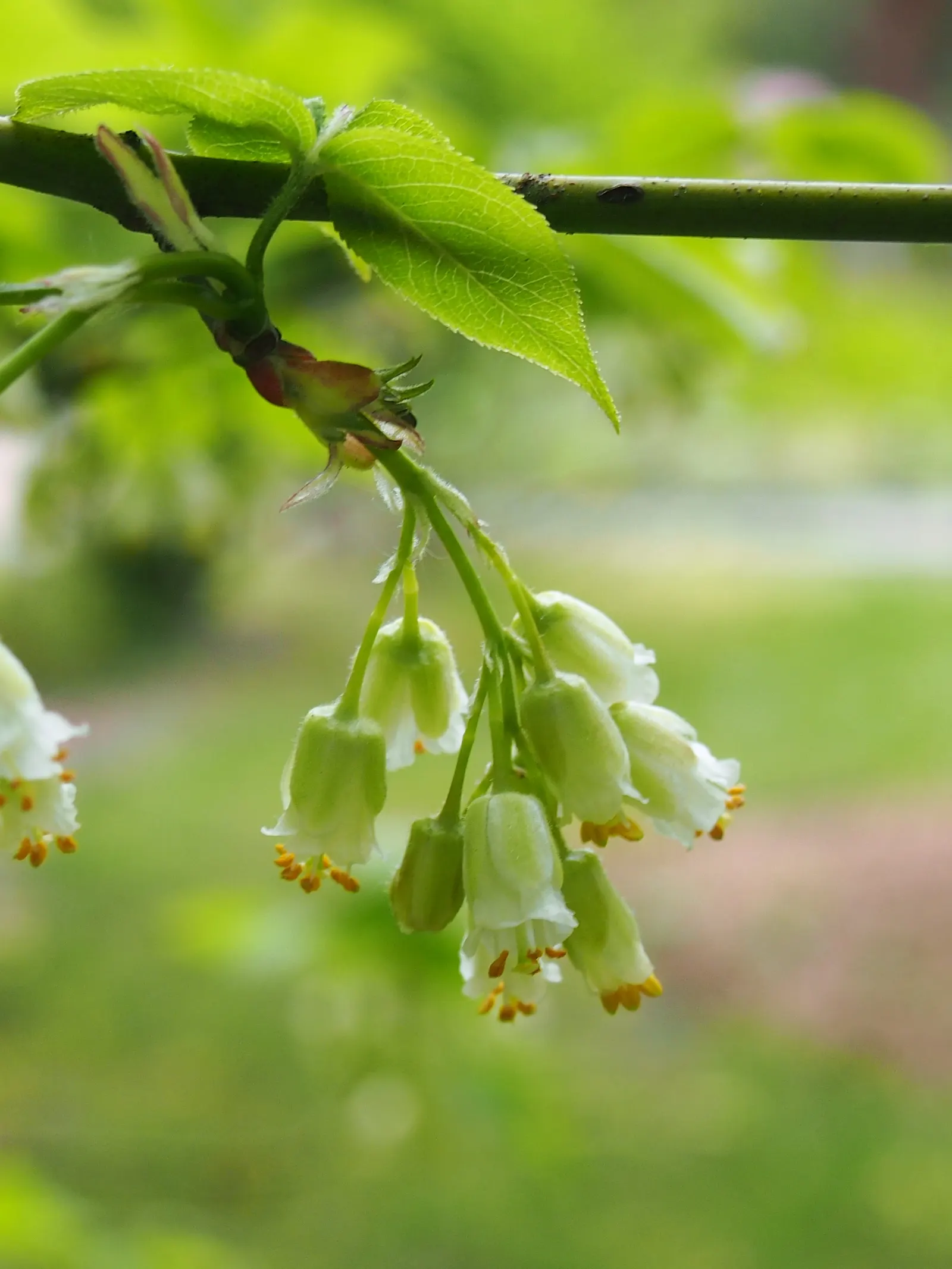 Bladdernut (Staphylea Trifolia) — This understory plant typically grows to a height of 10 to 15 feet with a similar spread; it‚Äôs low-maintenance, supports