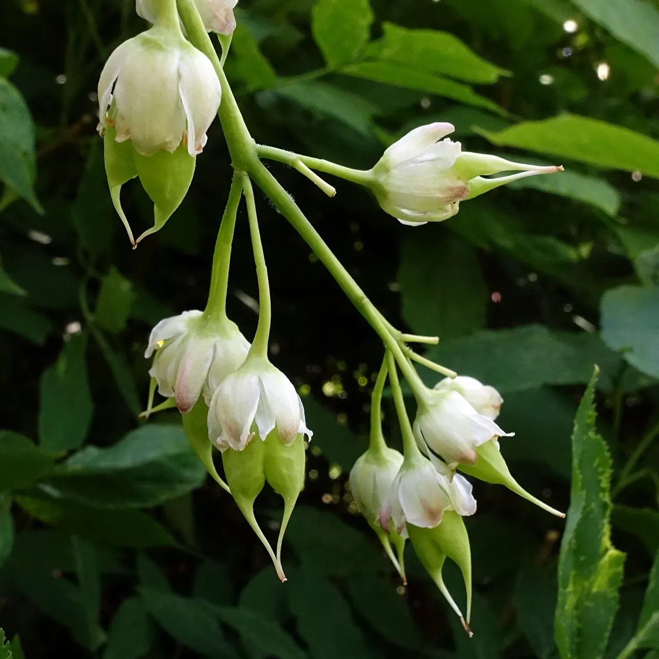 Bladdernut (Staphylea Trifolia) — drooping clusters of fragrant; bladder-like seed pods form, image 85