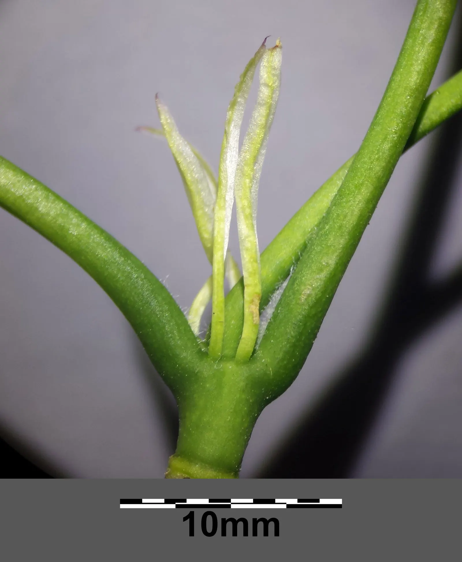 Bladdernut (Staphylea Trifolia) — commonly known as Bladdernut; which are a noteworthy feature for any client interested in seasonal interest, image 54