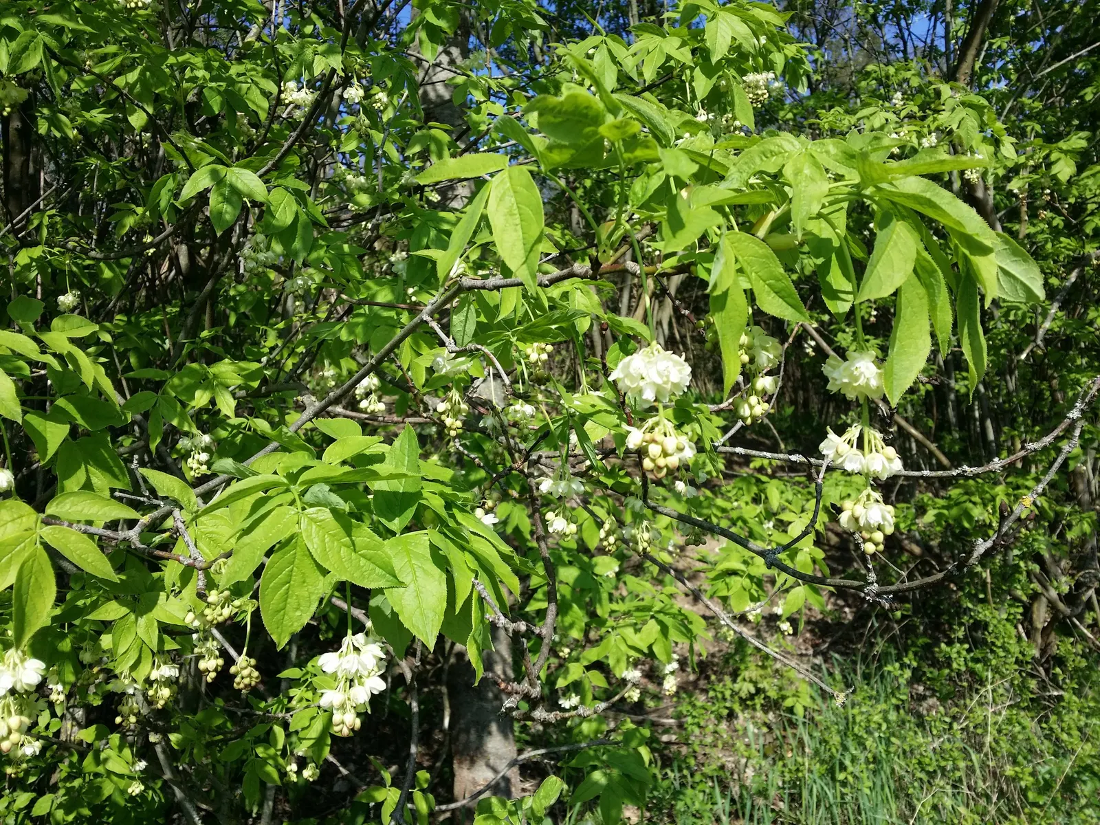 Bladdernut (Staphylea Trifolia) — though it thrives best in well-drained; <br><br>Hardy in USDA zones 4 through 8, image 106
