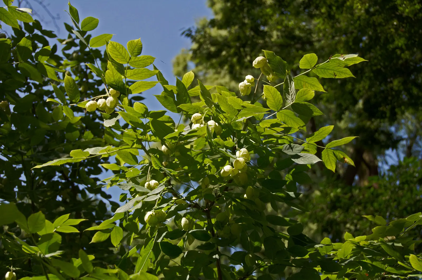 Bladdernut (Staphylea Trifolia) — shrub for full or half or shade; with all these attributes, image 72