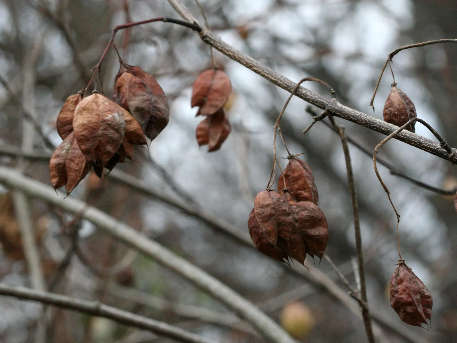Bladdernut (Staphylea Trifolia) — turning brown in late summer and persisting into winter; staphylea trifolia can withstand minimum temperatures, image 65