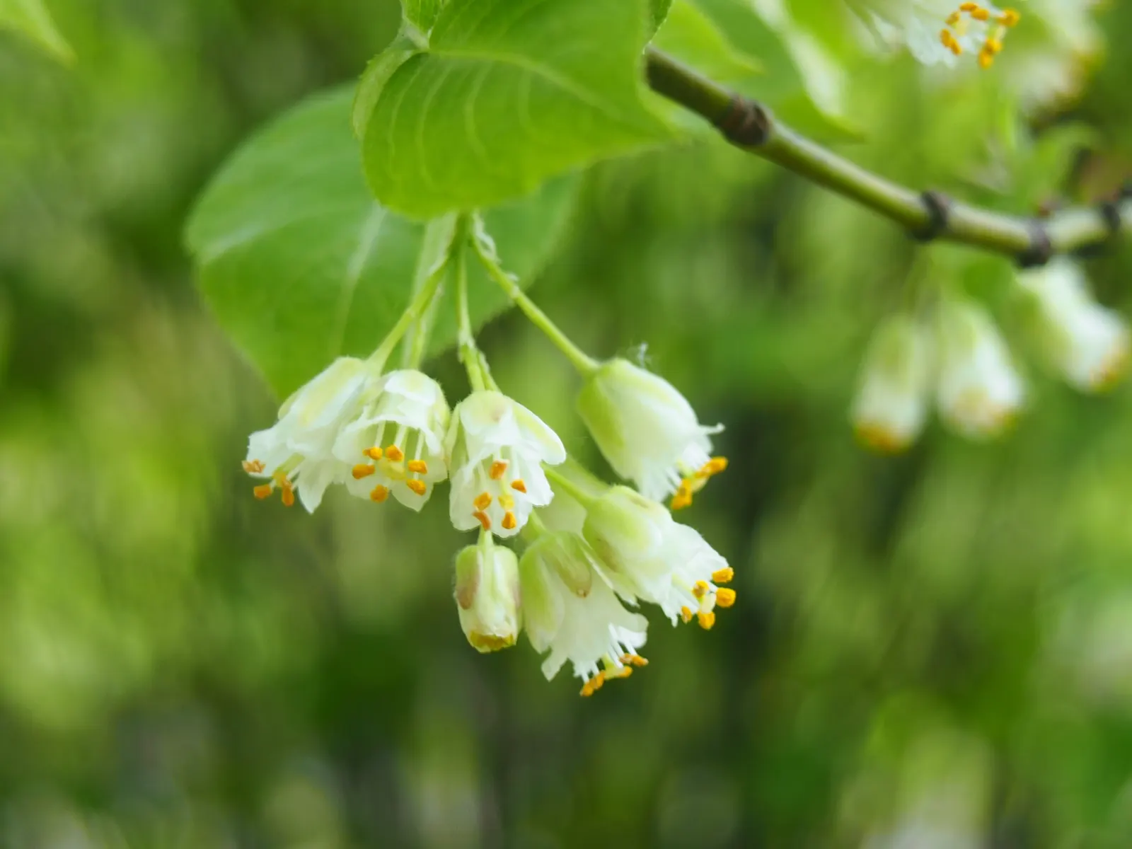 Bladdernut (Staphylea Trifolia) — commonly known as Bladdernut; which are a noteworthy feature for any client interested in seasonal interest, image 102