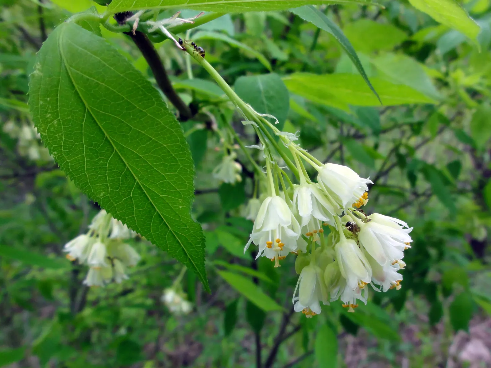 Bladdernut (Staphylea Trifolia) — drooping clusters of fragrant